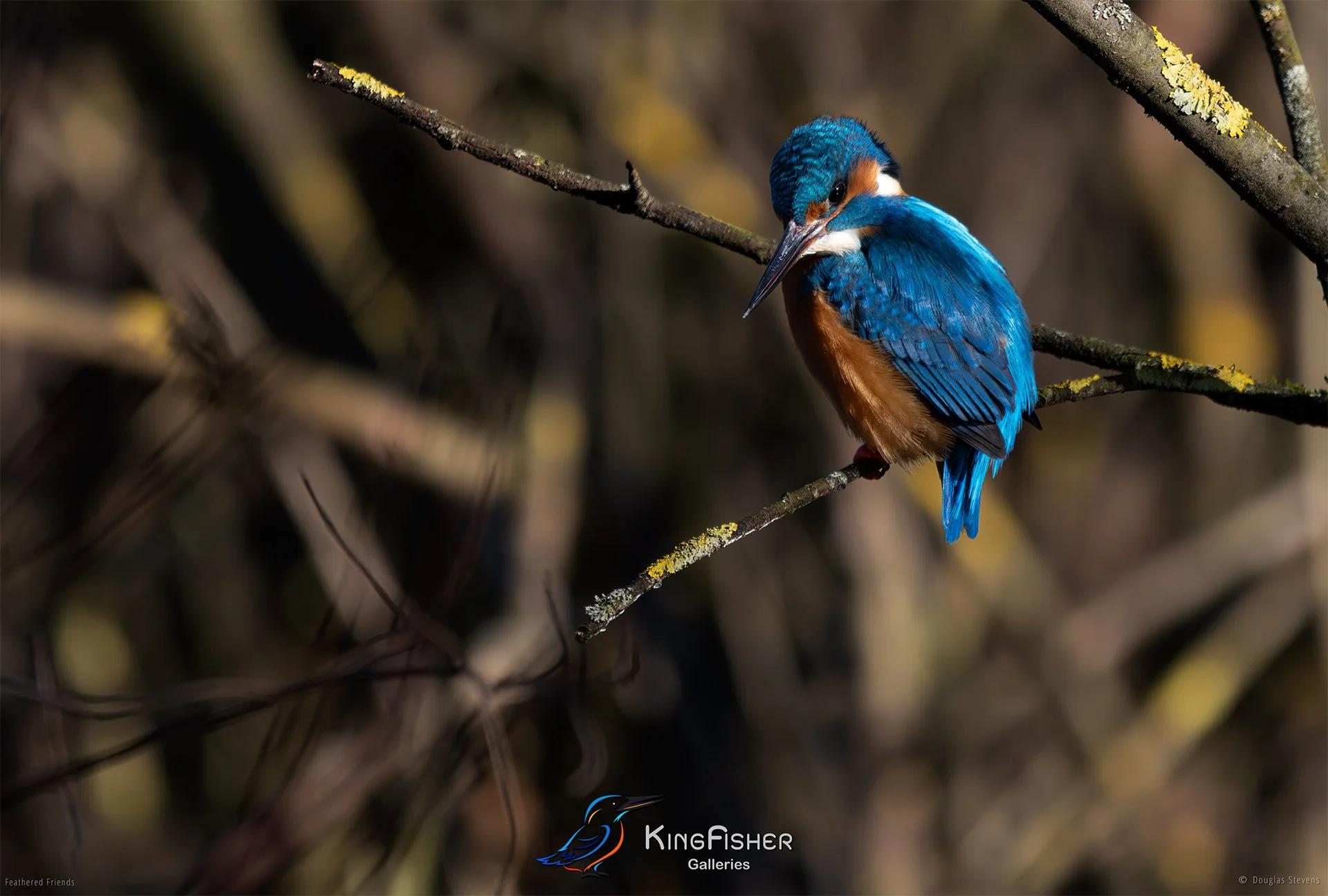 418_DST_Birds_2025_Kingfisher_Perched_L.jpg