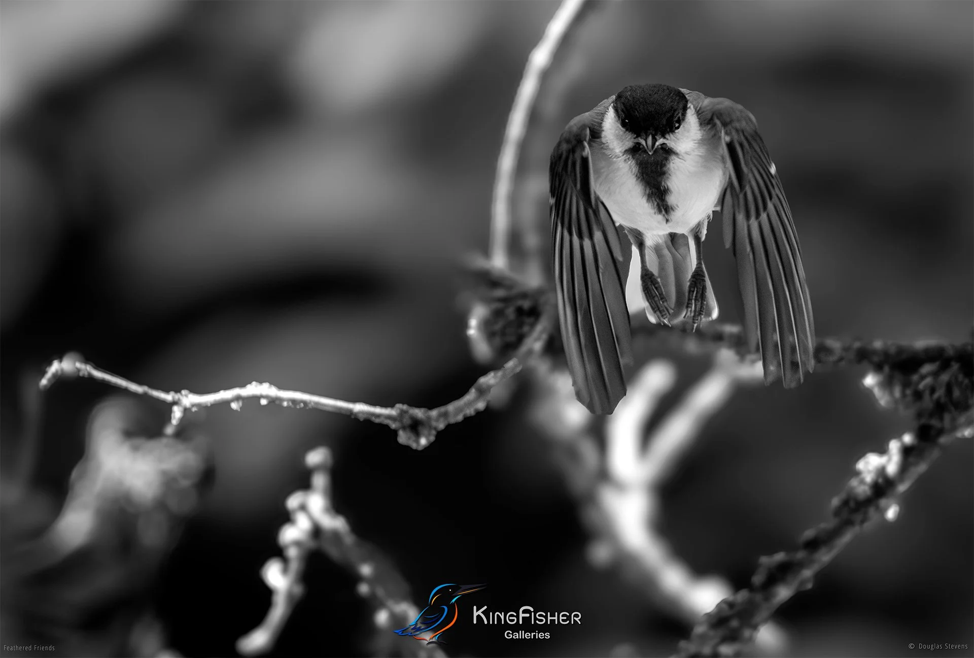 685_DST_Birds_2025_Blue_Tit_Head_On_01_L_BW.jpg