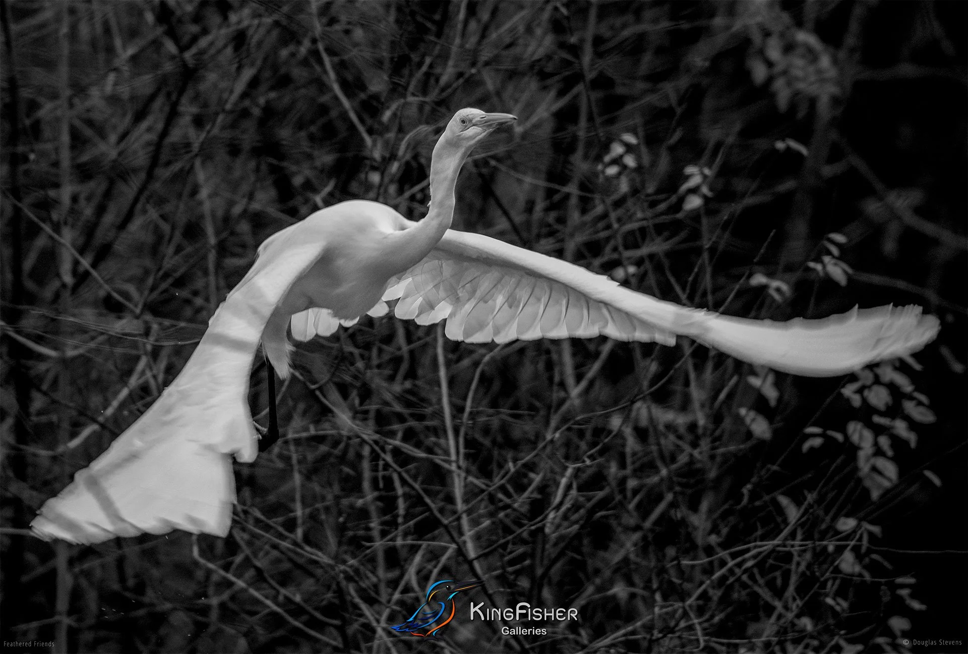 730_DST_Birds_2025_Great_Egret_Takeoff_L_BW.jpg