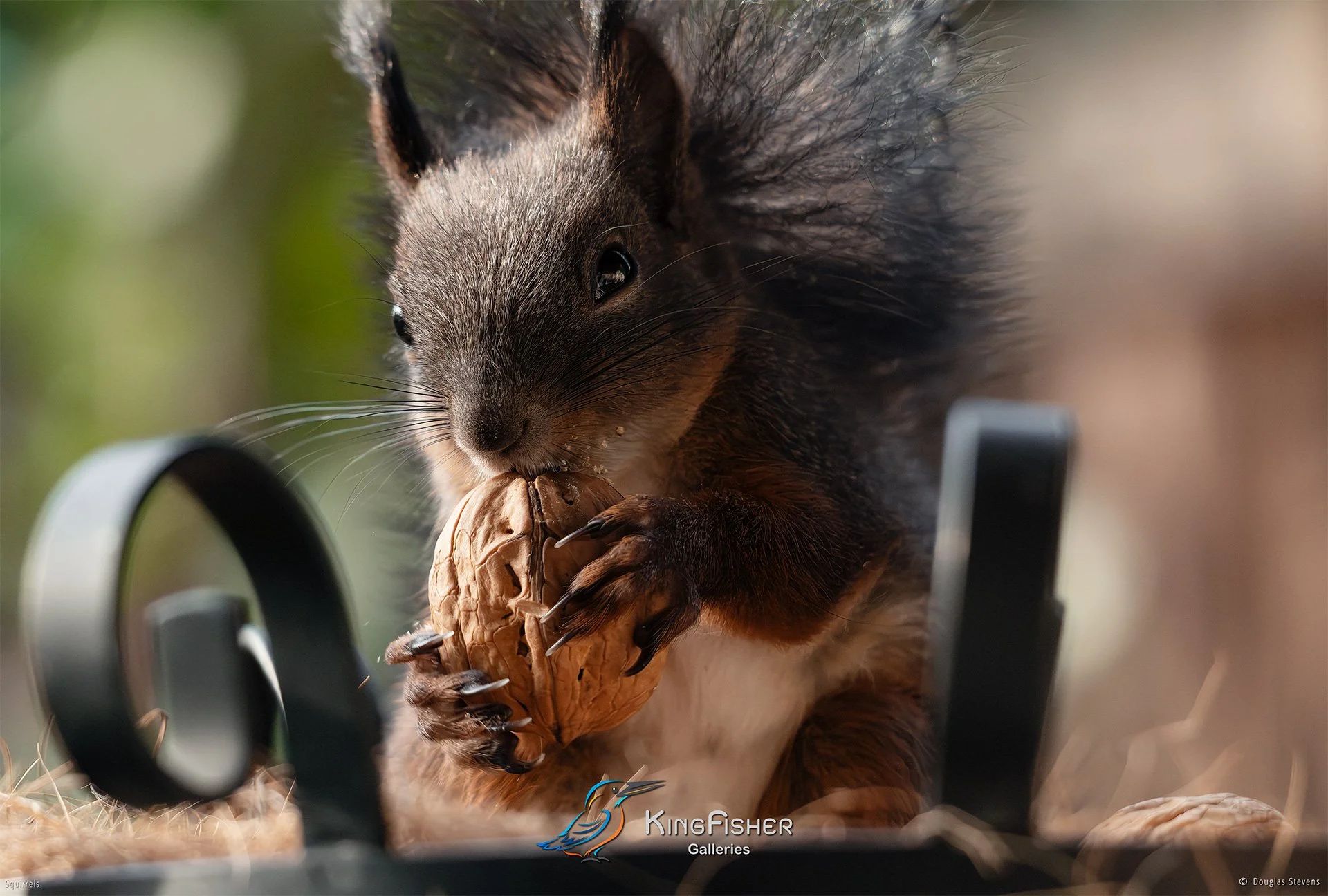 591_DST_Squirrels_Delicious_L.jpg