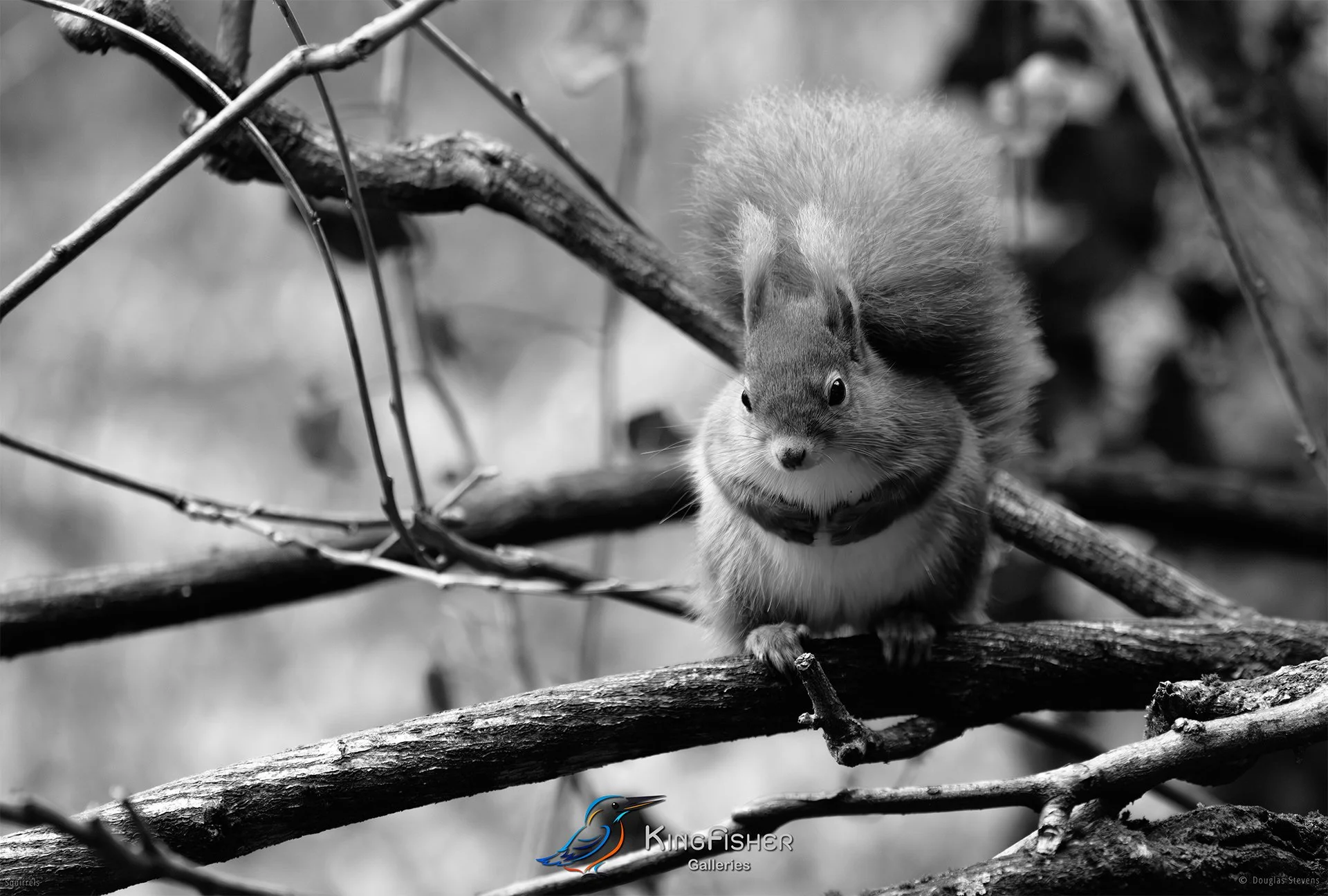540_DST_Squirrels_Winter_Comfy_L_BW.jpg