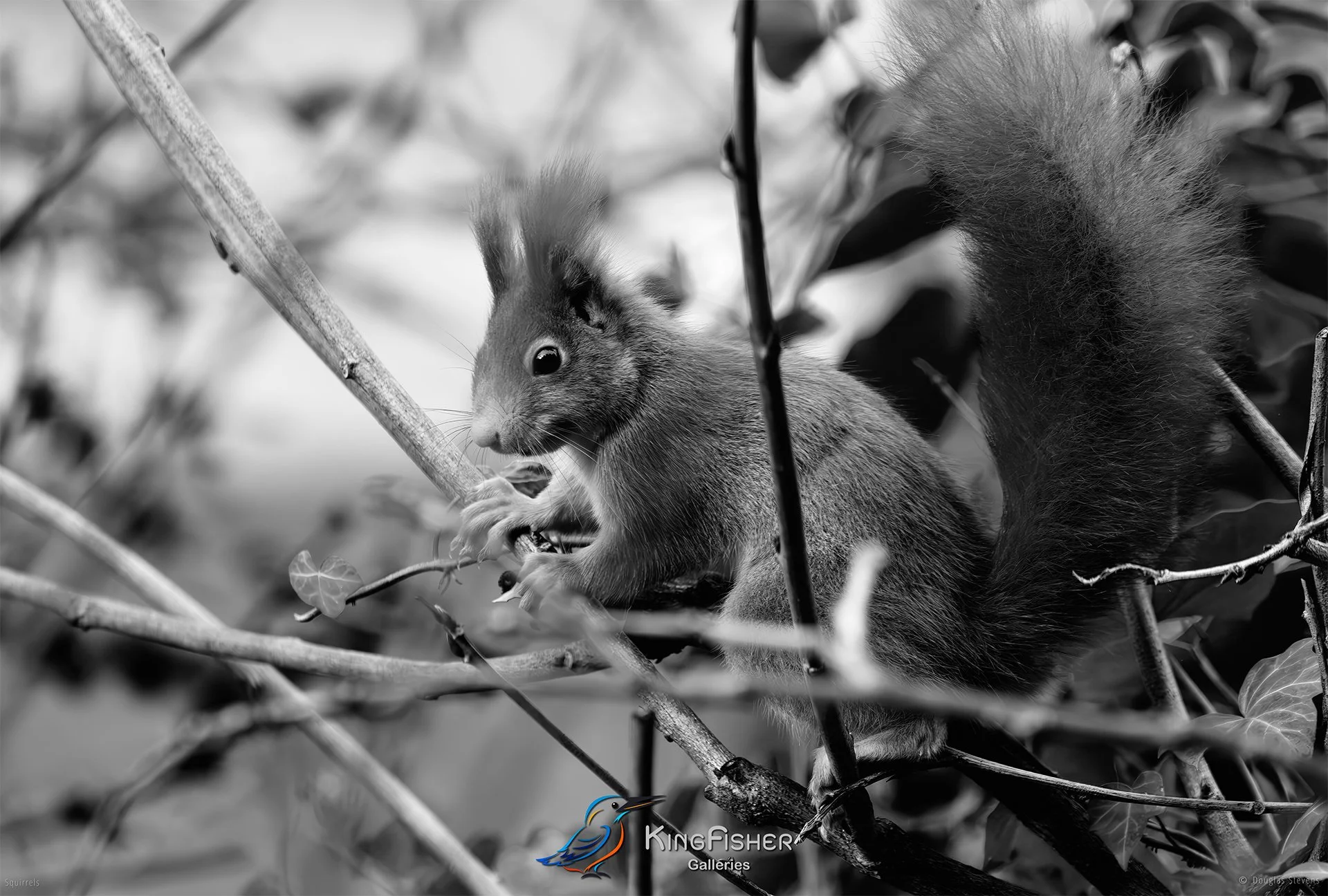 542_DST_Squirrels_Amongst_The_Bushes_L_BW.jpg