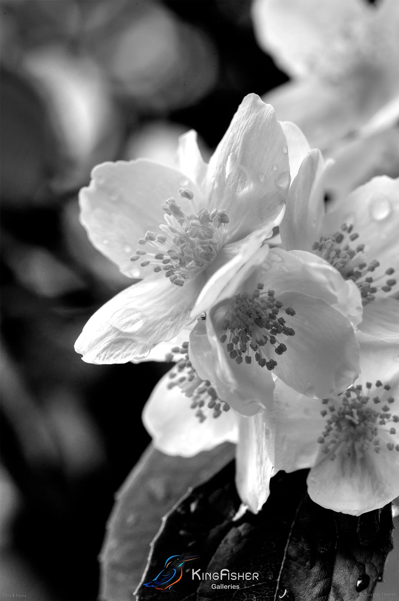 081_DST_Flora_Fauna_2012_Jasmine_P_BW.jpg