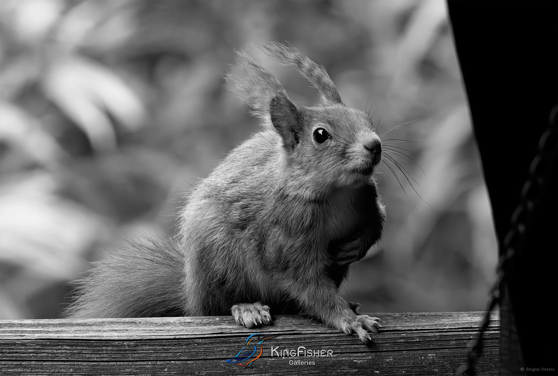560_DST_Squirrels_Sitting_Comfortably_L_BW.jpg