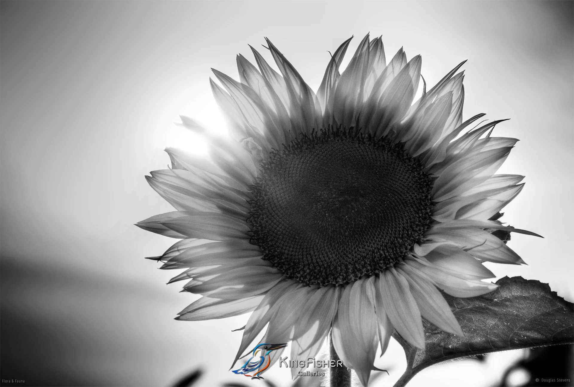 039_DST_Flora_Fauna_2009_Sunflower_L_BW.jpg