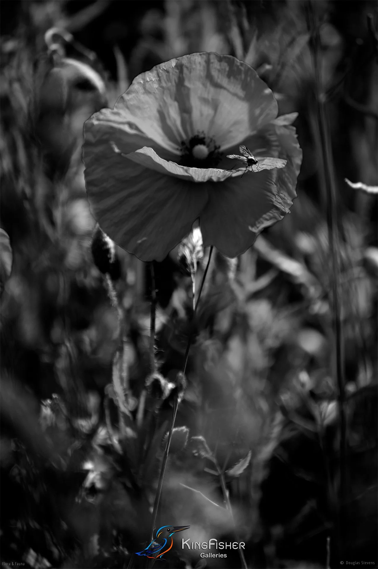 107_DST_Flora_Fauna_2014_Poppies_P_BW.jpg