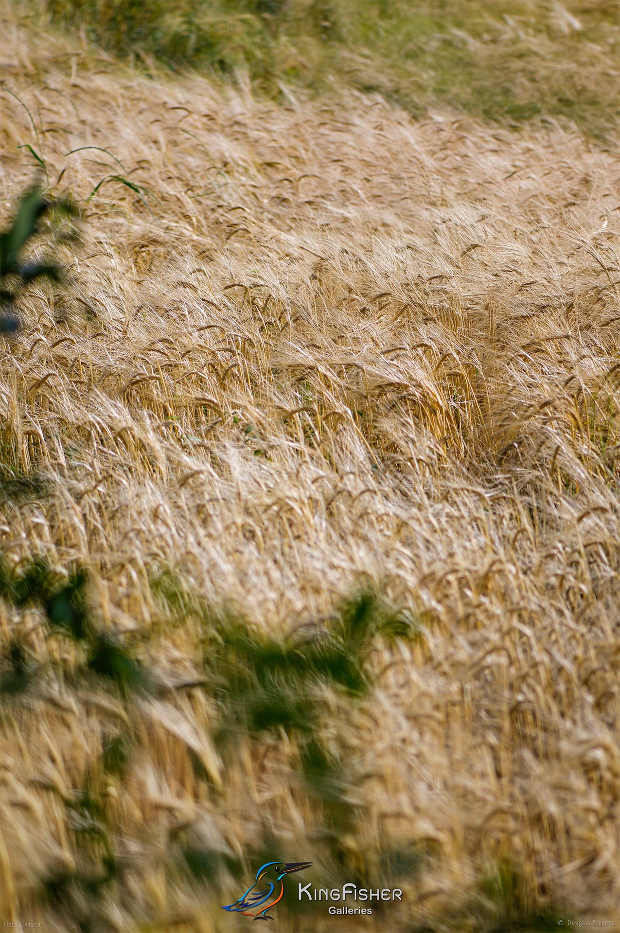 092_DST_Flora_Fauna_2013_Barley_Field_P.jpg
