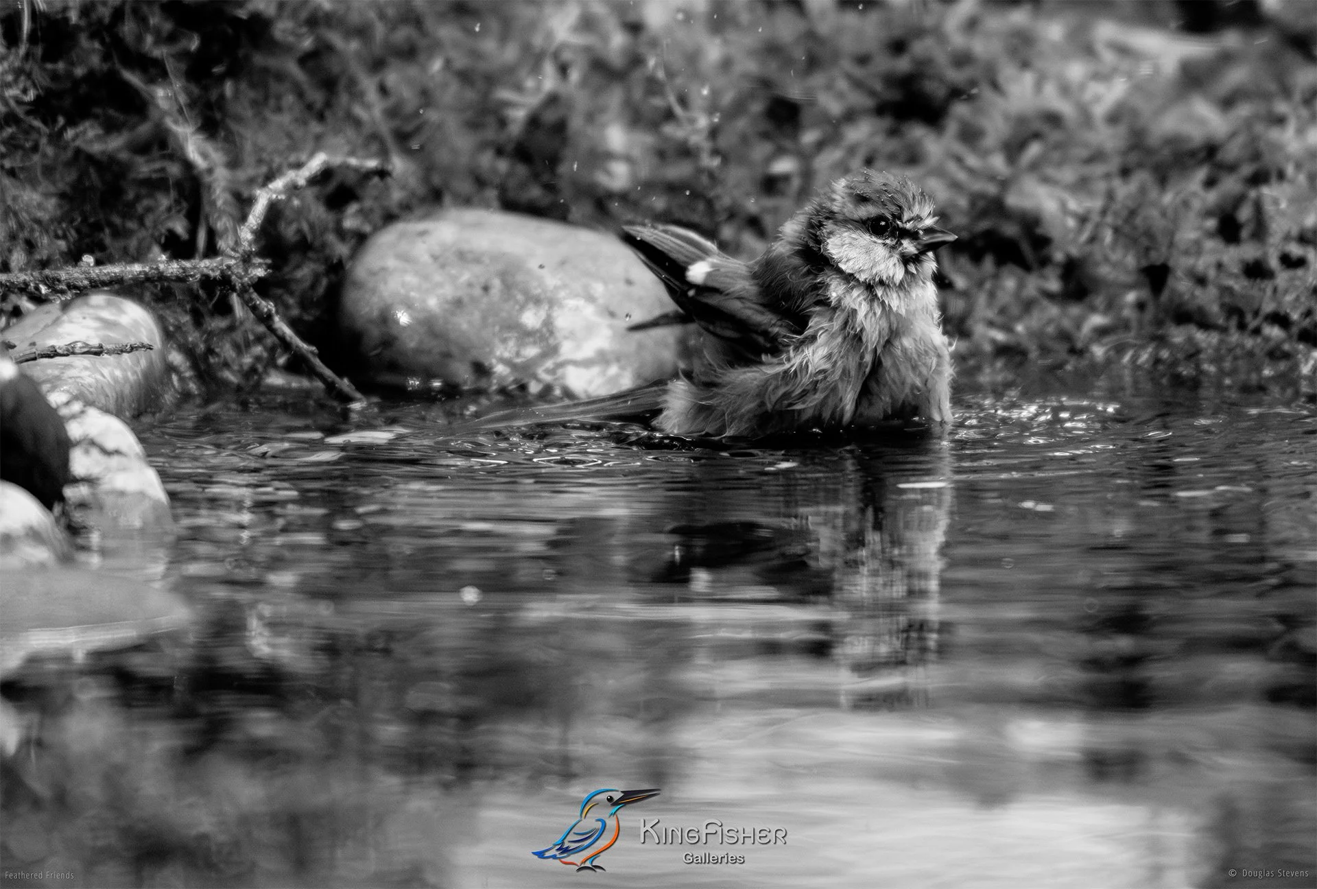 664_DST_Birds_2025_Blue_Tit_Bath_L_BW.jpg