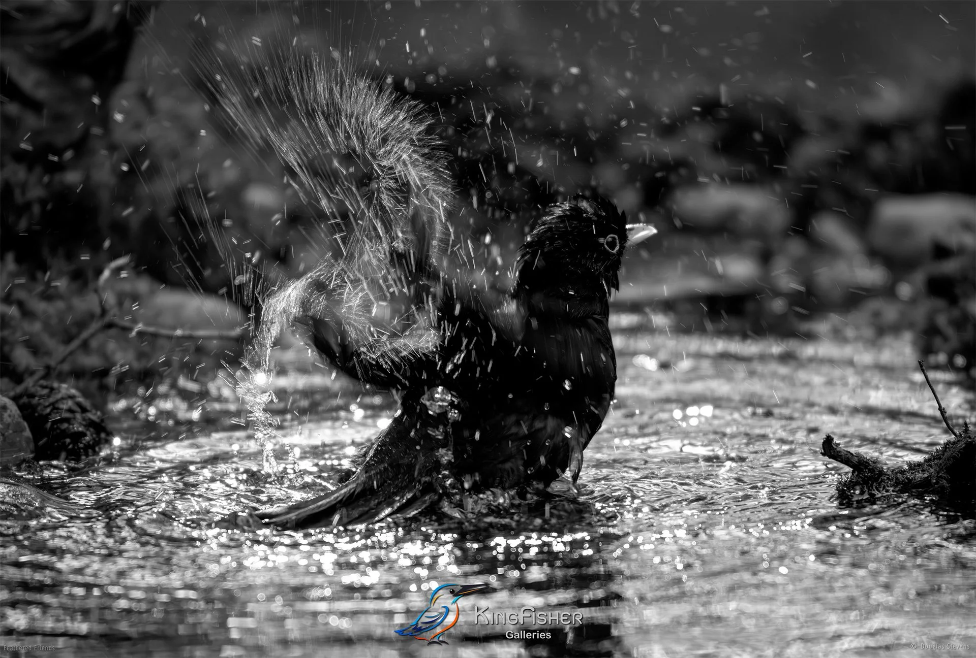657_DST_Birds_2025_Blackbird_Bathday_L_BW.jpg