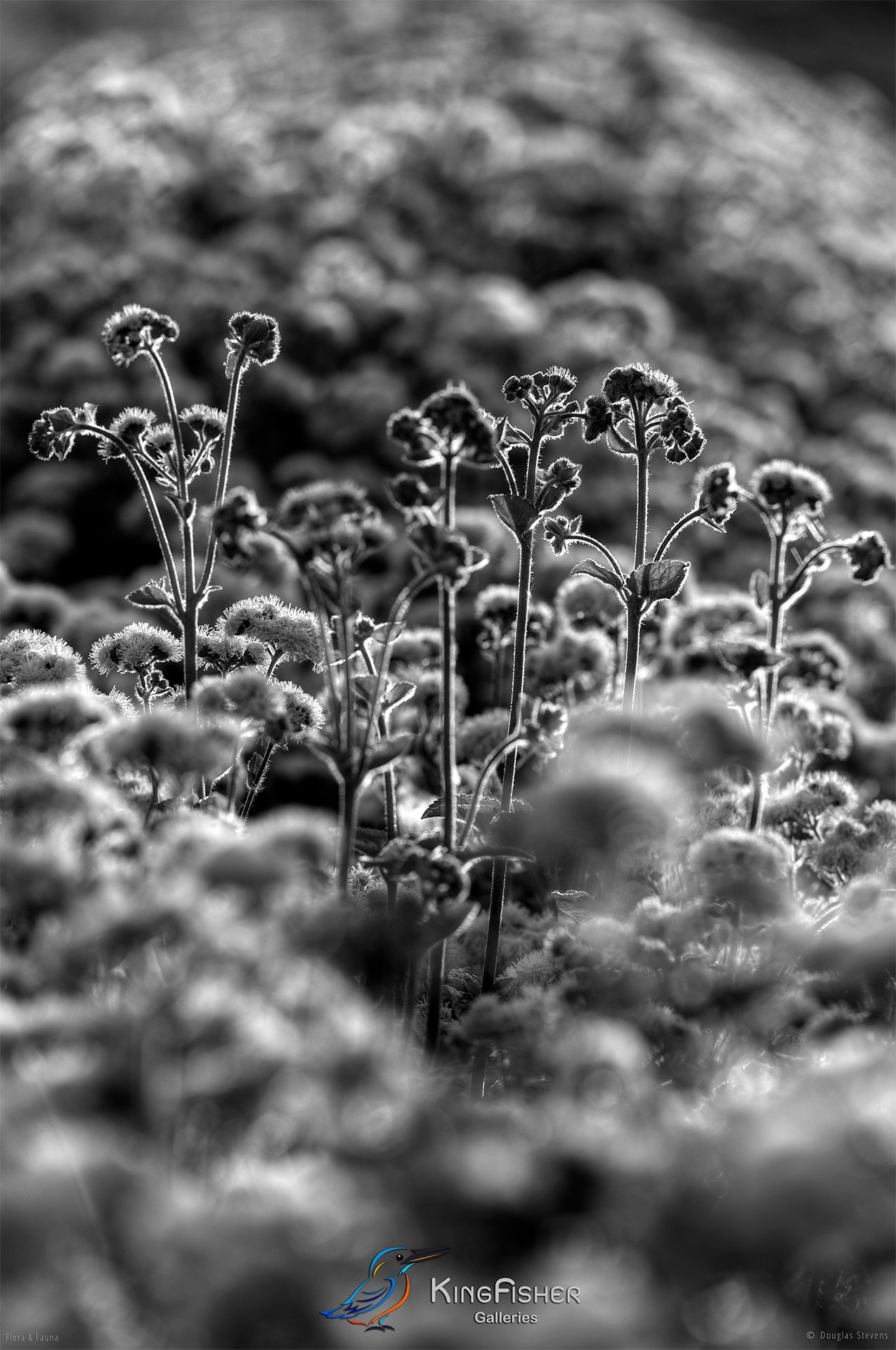 070_DST_Flora_Fauna_2011_StOut_P_BW.jpg
