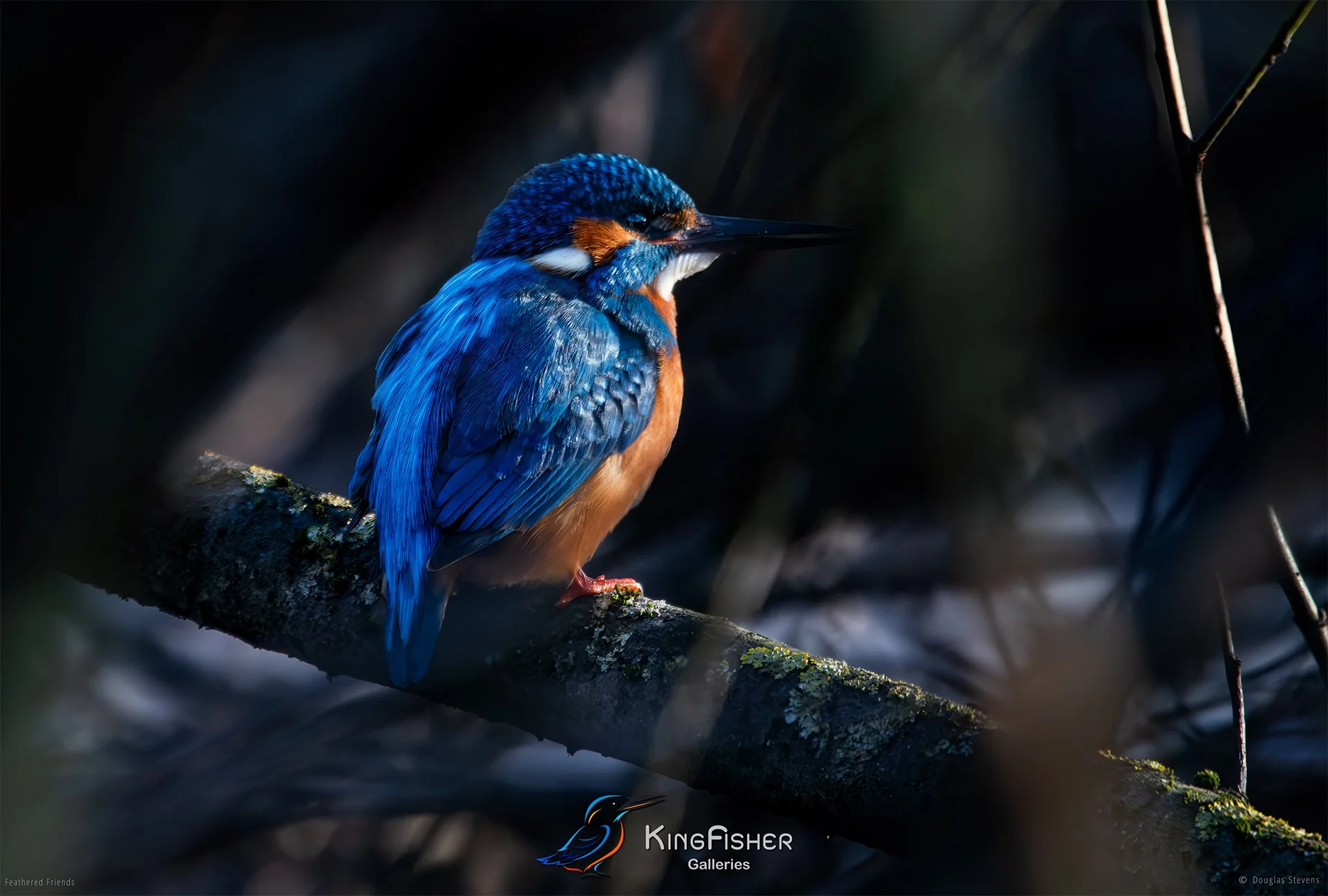 427_DST_Birds_2025_Kingfisher_Hidden_L.jpg