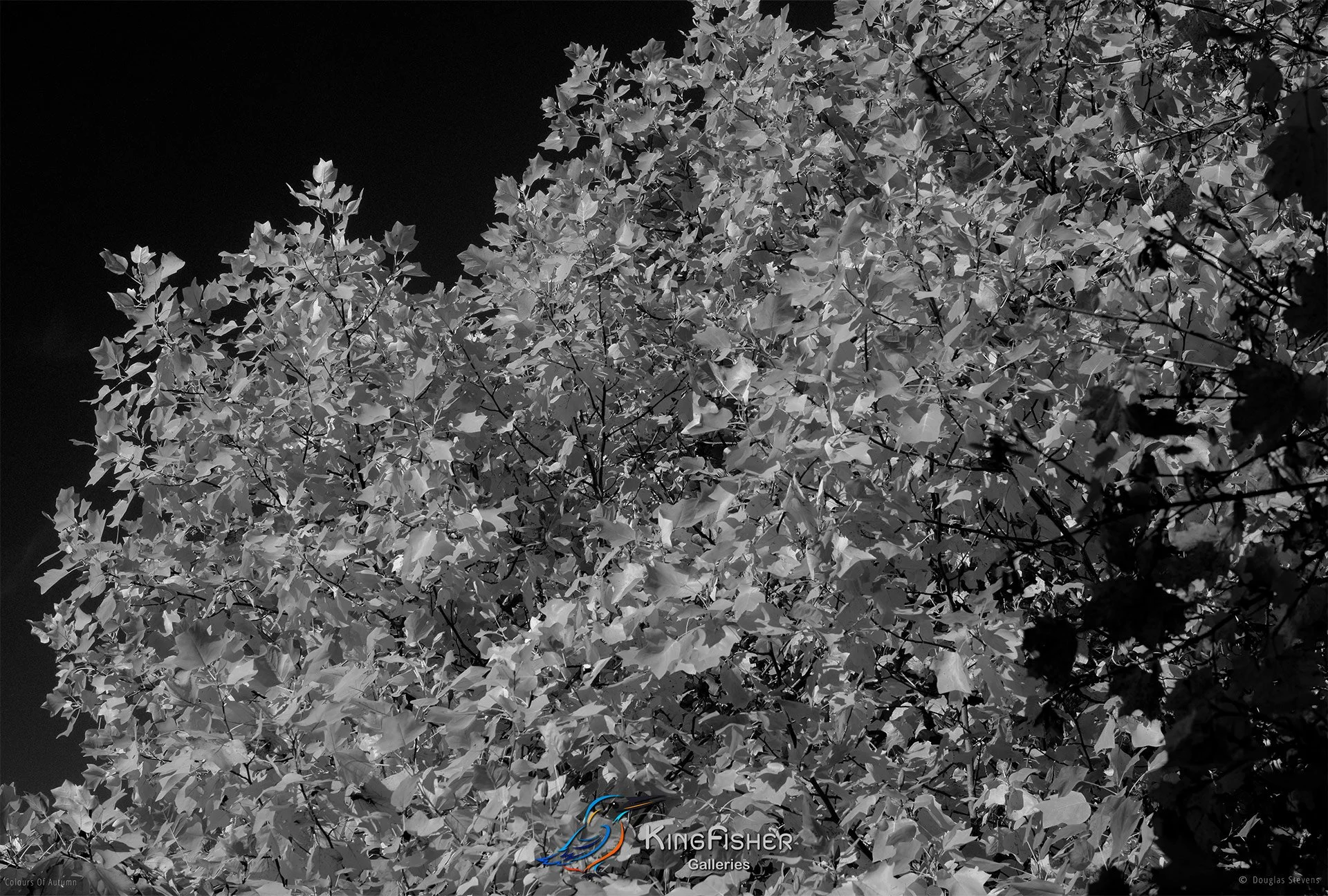 003_DST_Colours_Of_Autumn_L_BW.jpg