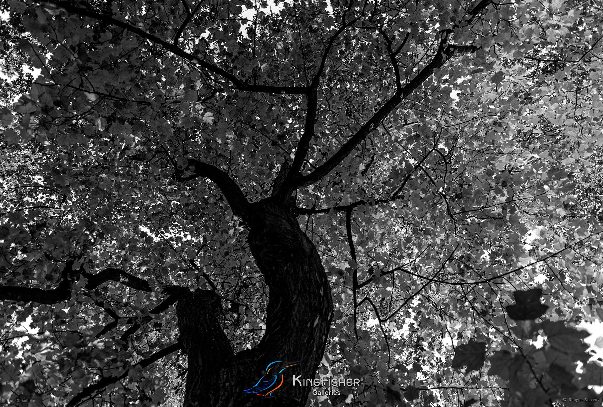 077_DST_Colours_Of_Autumn_L_BW.jpg
