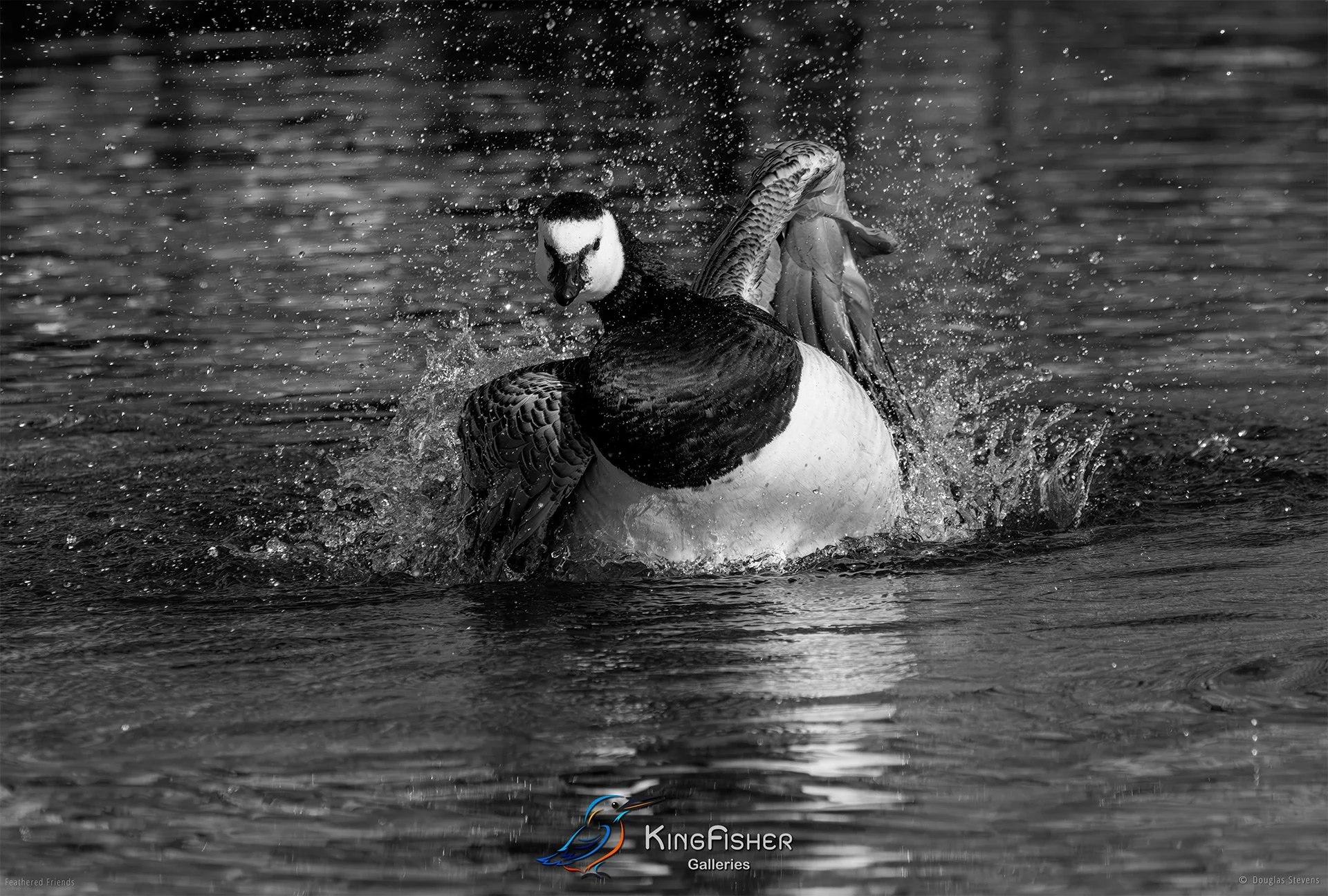 489_DST_Birds_2025_Barnacle_Goose_Washing_L_BW.jpg