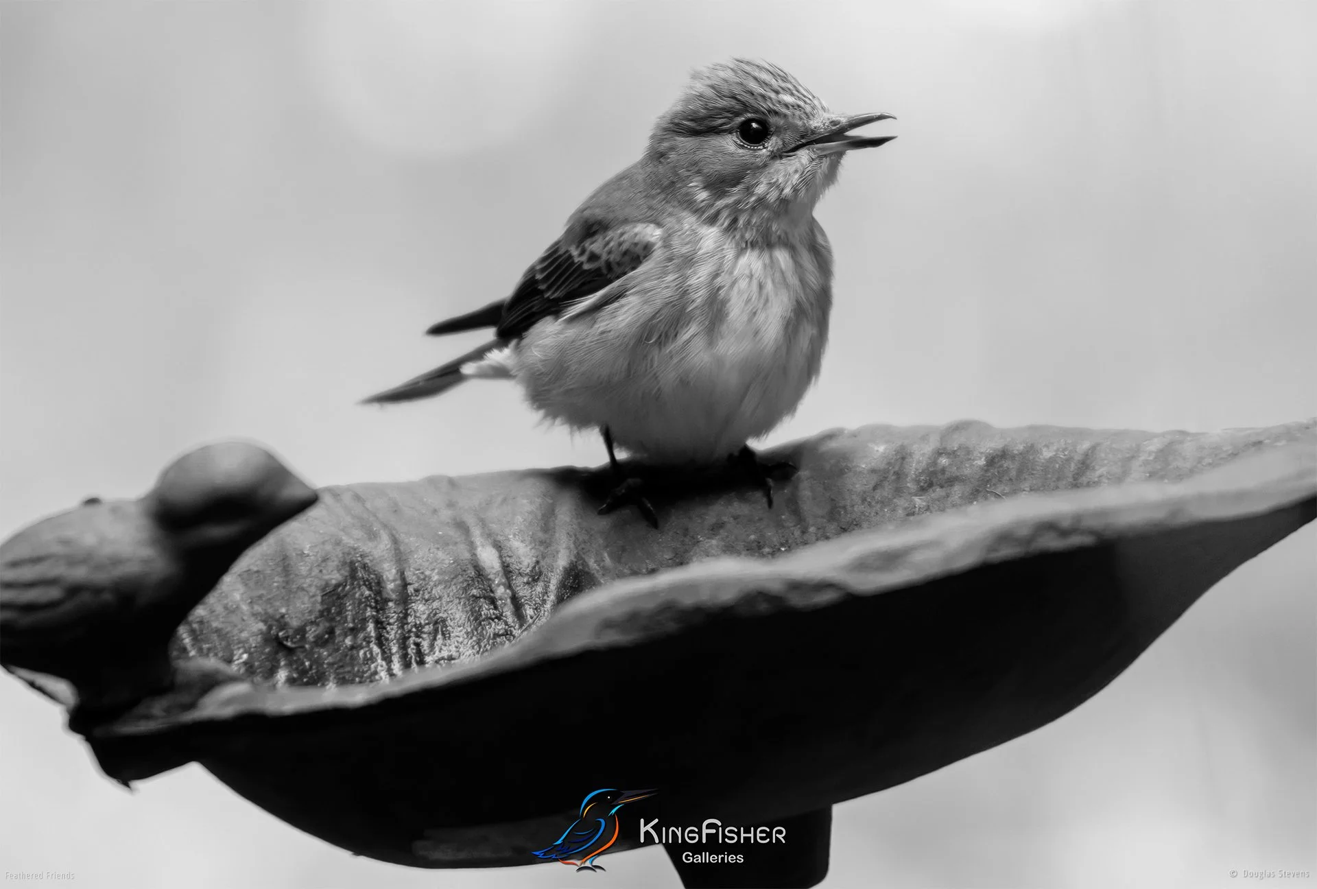 688_DST_Birds_2025_Spotted_Flycatcher_Juvenile_L_BW.jpg