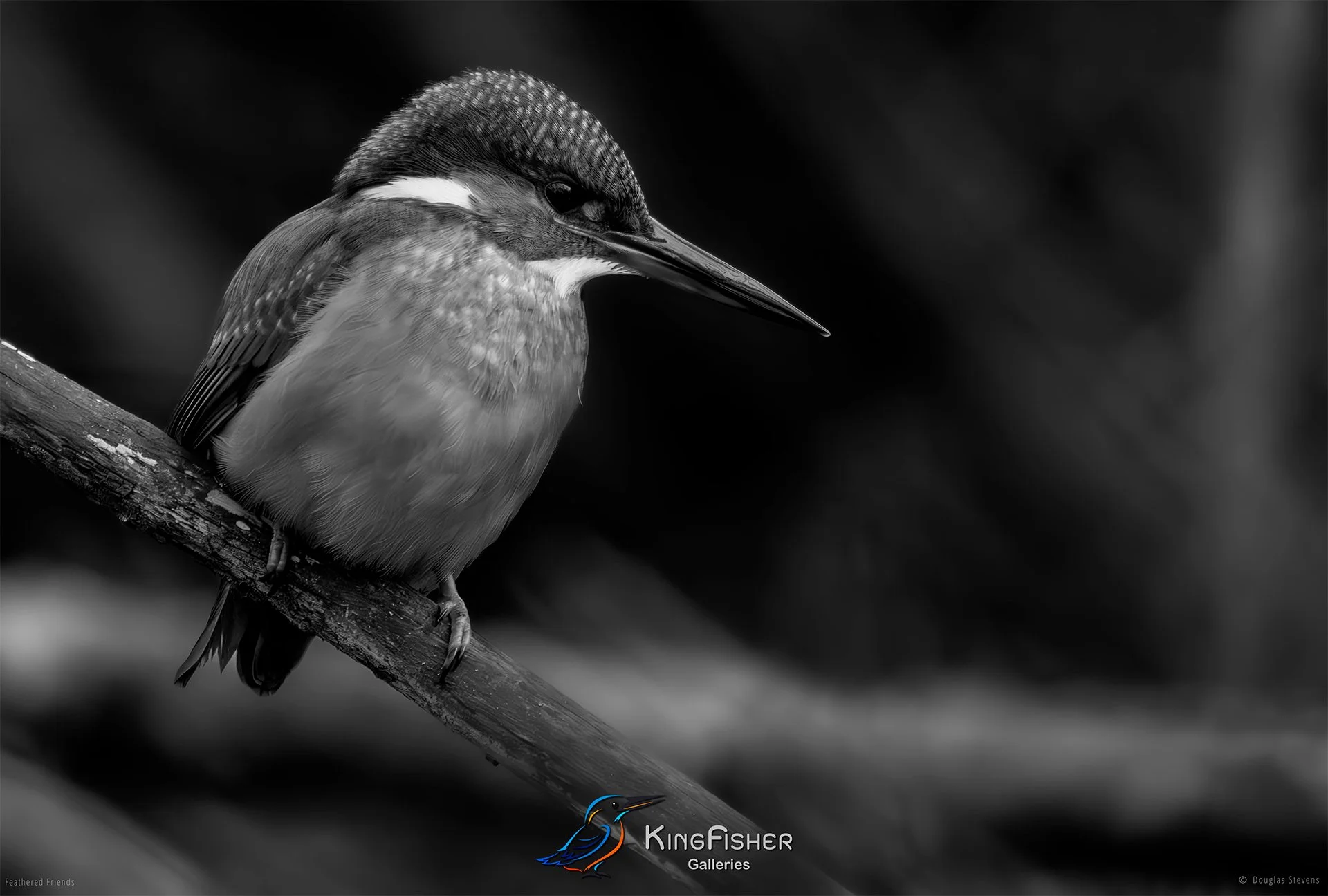 488_DST_Birds_2025_Kingfisher_L_BW.jpg