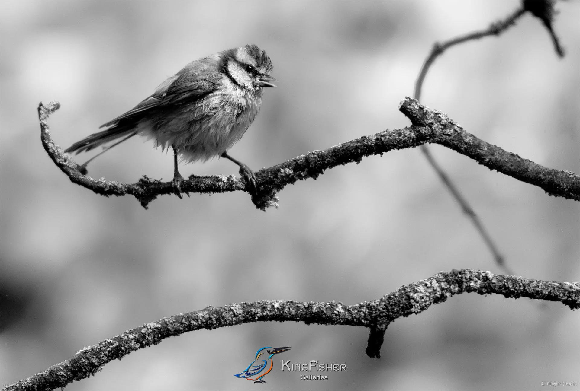 665_DST_Birds_2025_Blue_Tit_Song_L_BWQ.jpg