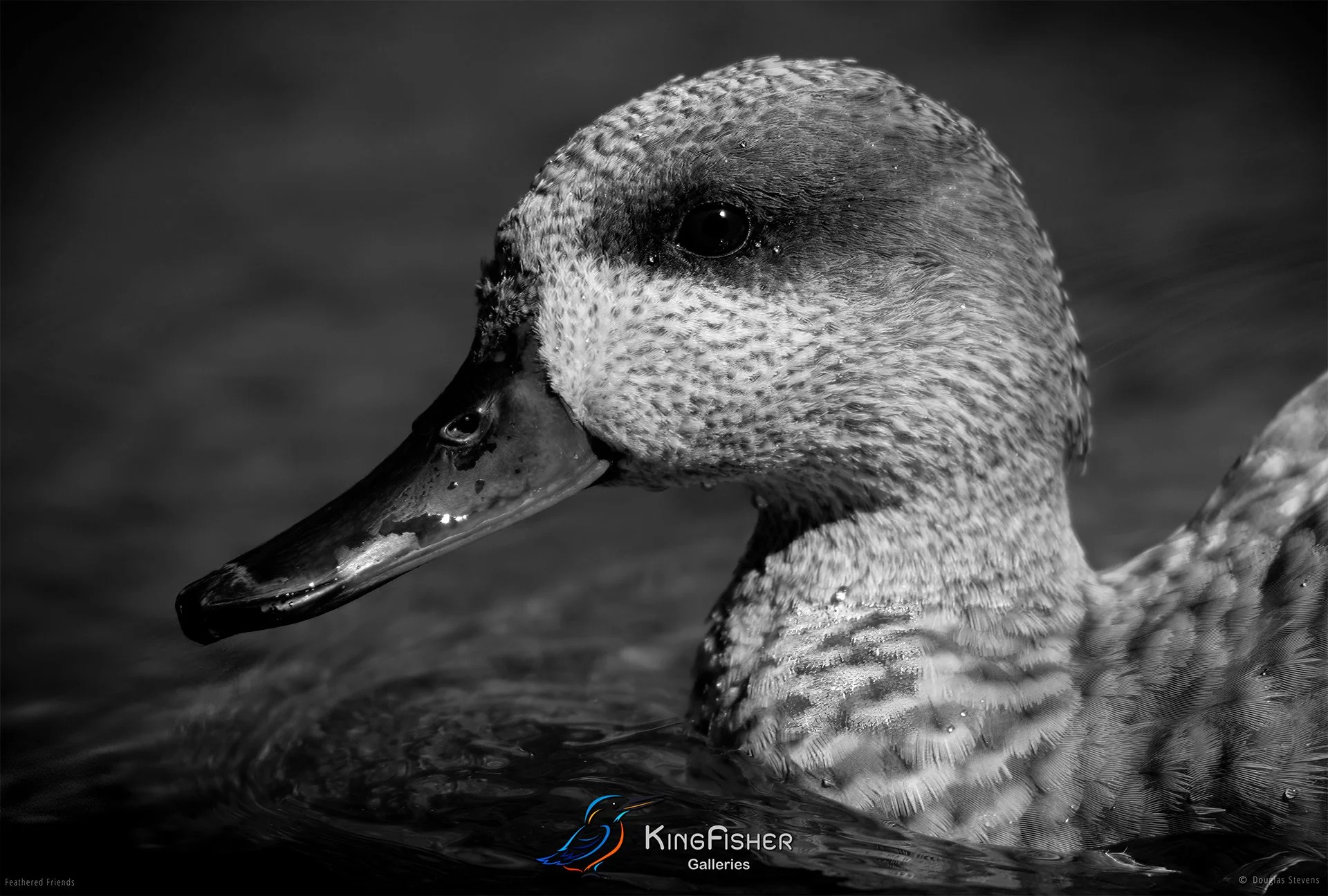 604_DST_Birds_2025_Marbled_Duck_L_BW.jpg