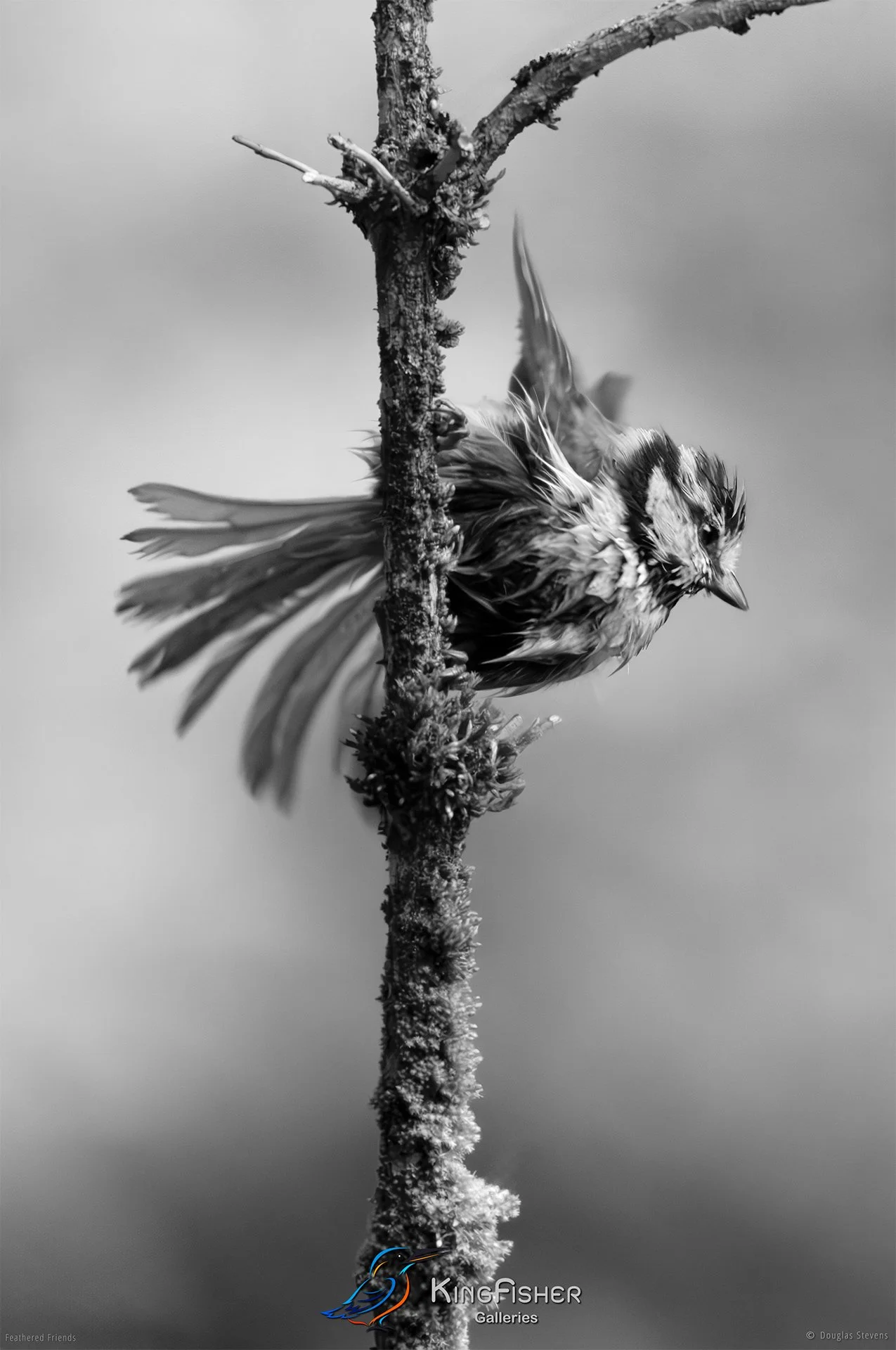 574_DST_Birds_2025_Blue_Tit_Flutter_Dry_P_BW.jpg