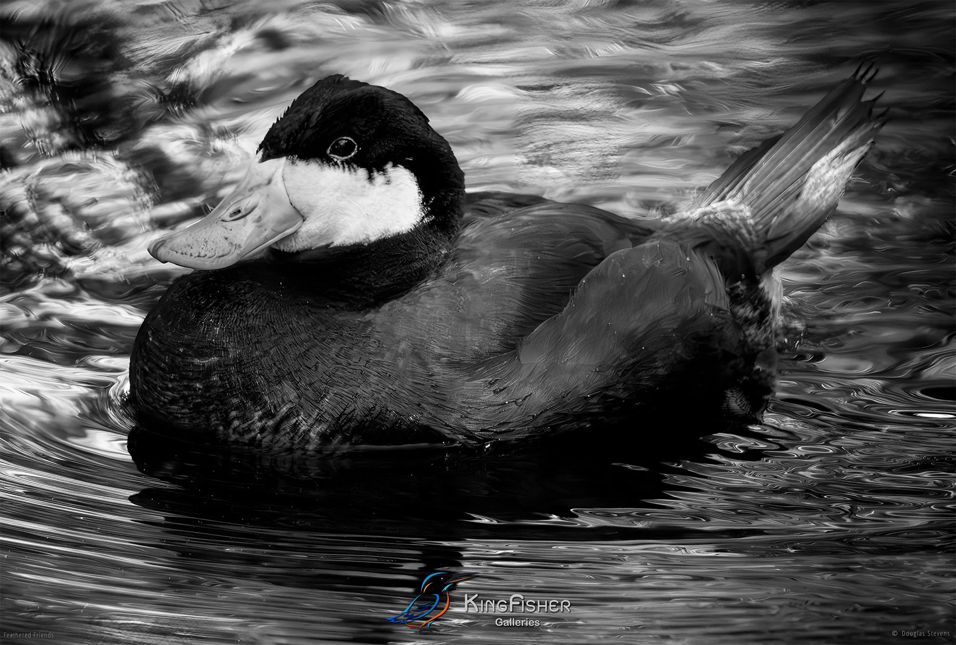 602_DST_Birds_2025_Ruddy_Duck_L_BW.jpg
