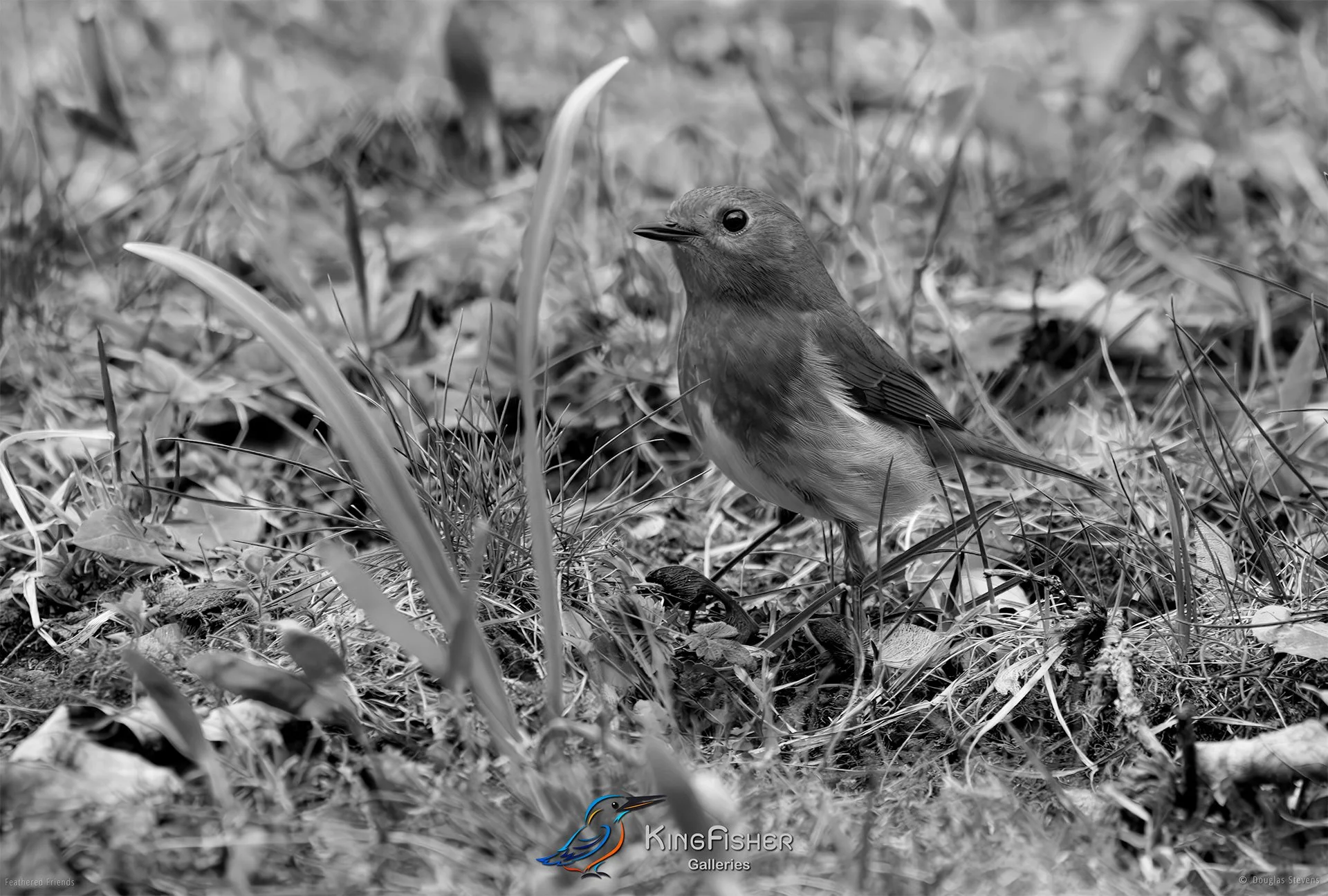 538_DST_Birds_2025_Robin_Grounded_L_BW.jpg
