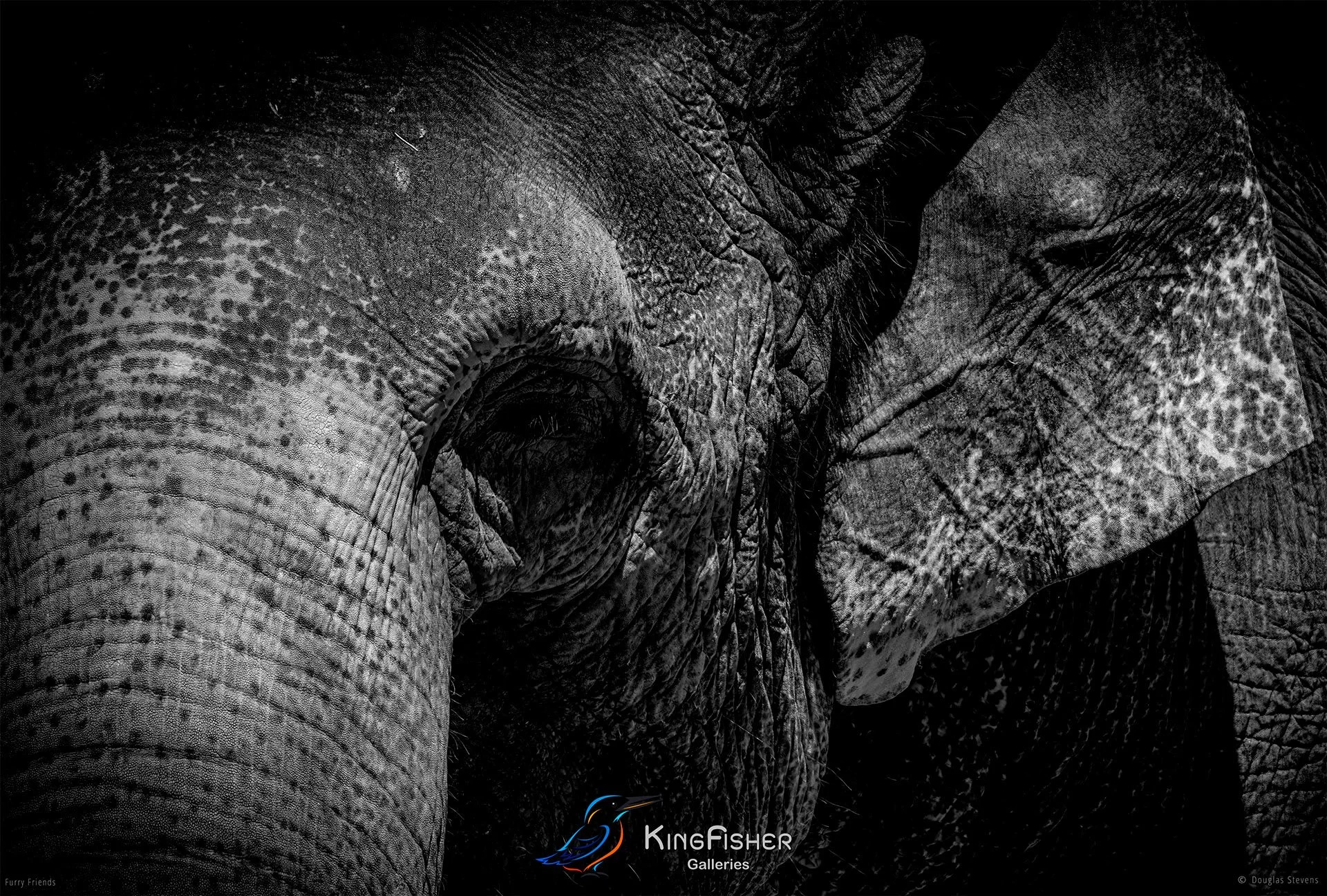 279_DST_Animals_Indian_Elephant_L_BW.jpg