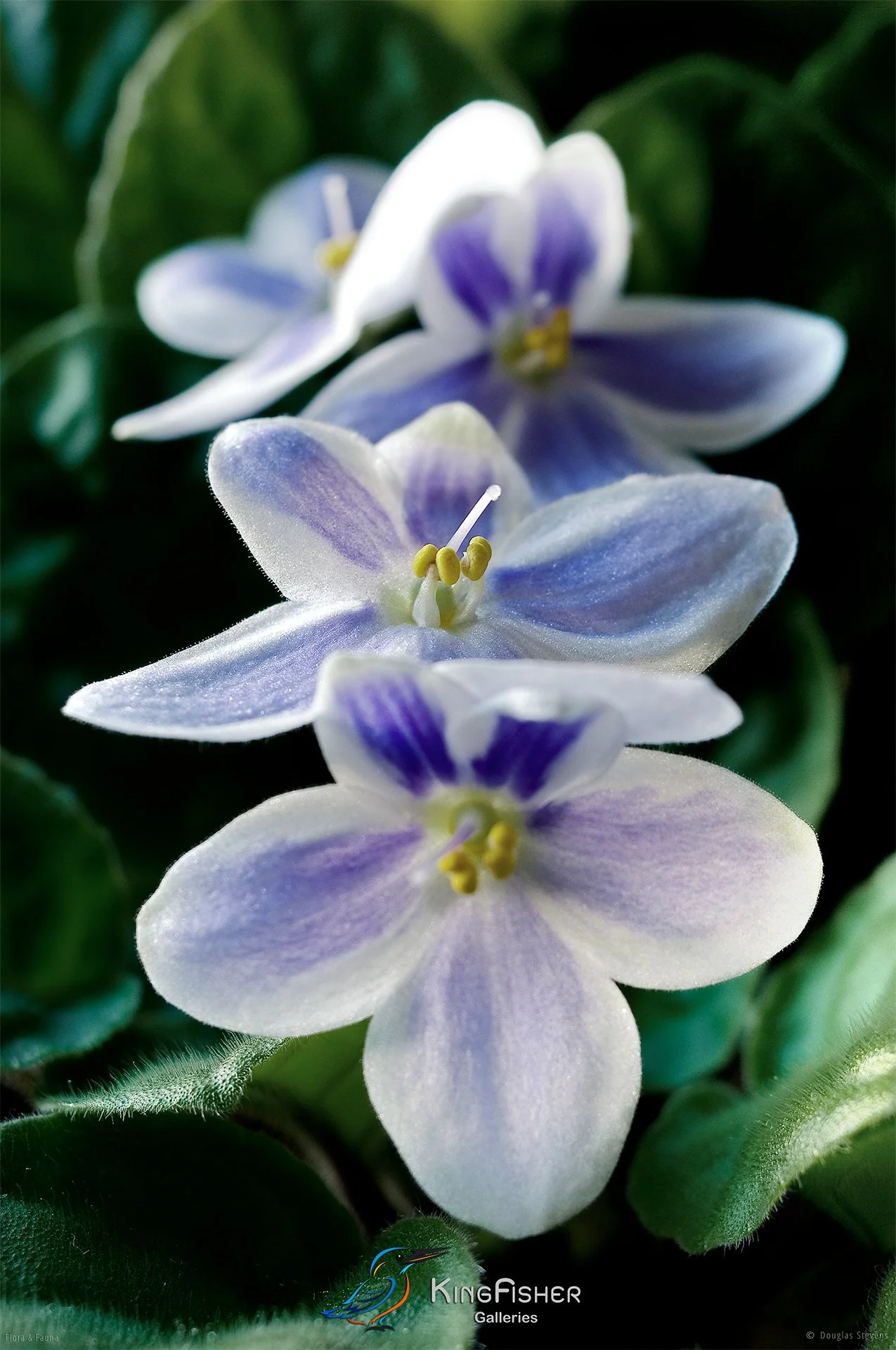 003_DST_Flora_Fauna_2008_African_Violet_P.jpg