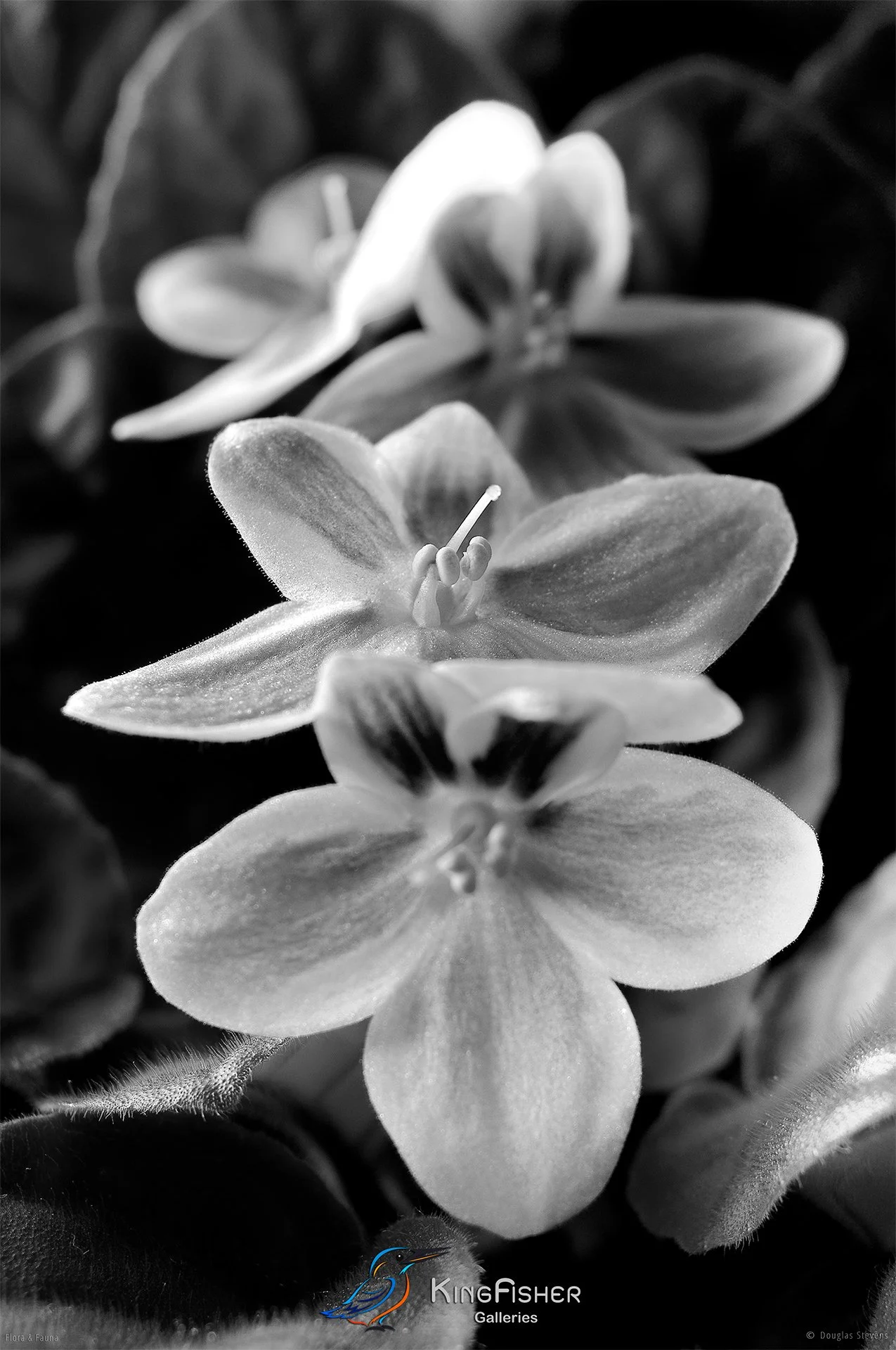 003_DST_Flora_Fauna_2008_African_Violet_P_BW.jpg