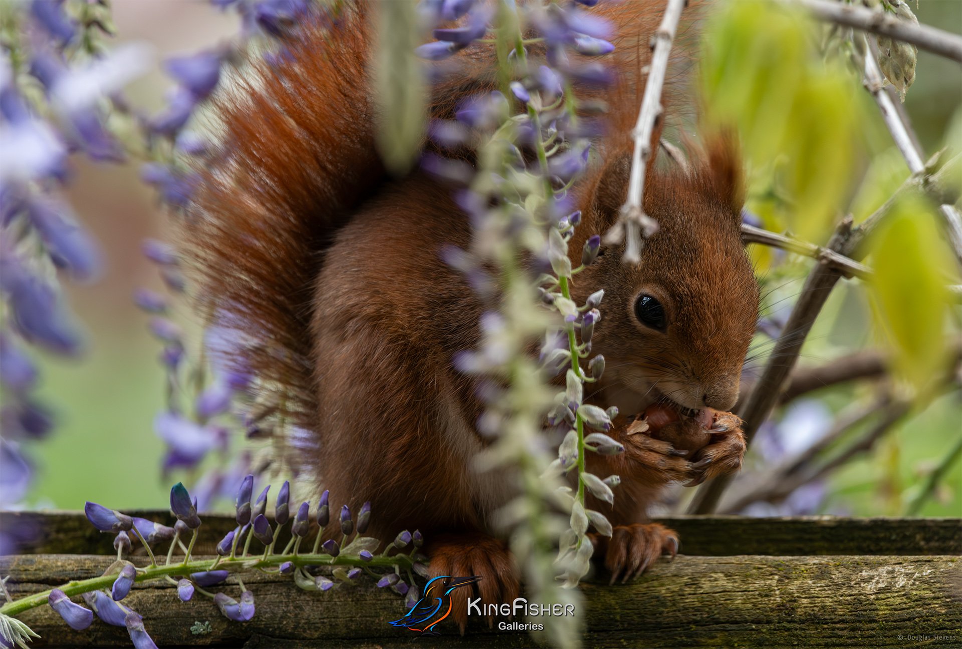582_DST_Squirrels_Spring_Nibble_L.jpg