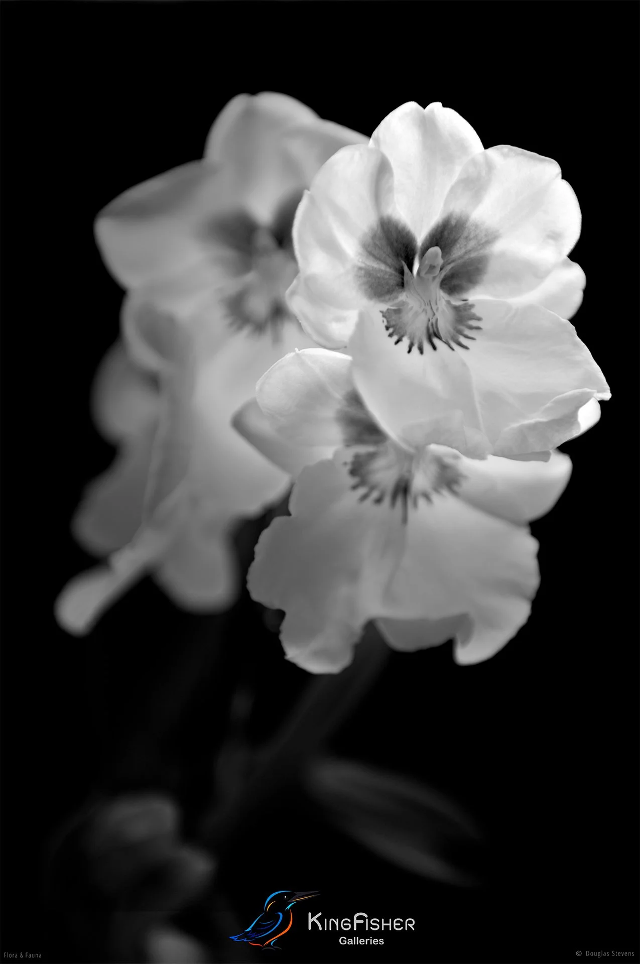 059_DST_Flora_Fauna_2010_Miltonia_Orchid_P_BW.jpg