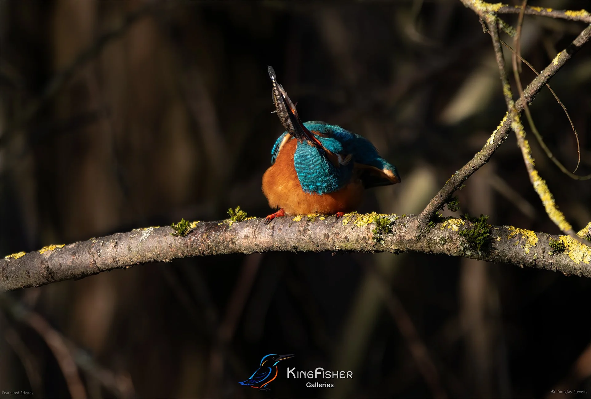423_DST_Birds_2025_Kingfisher_Swallow_L.jpg