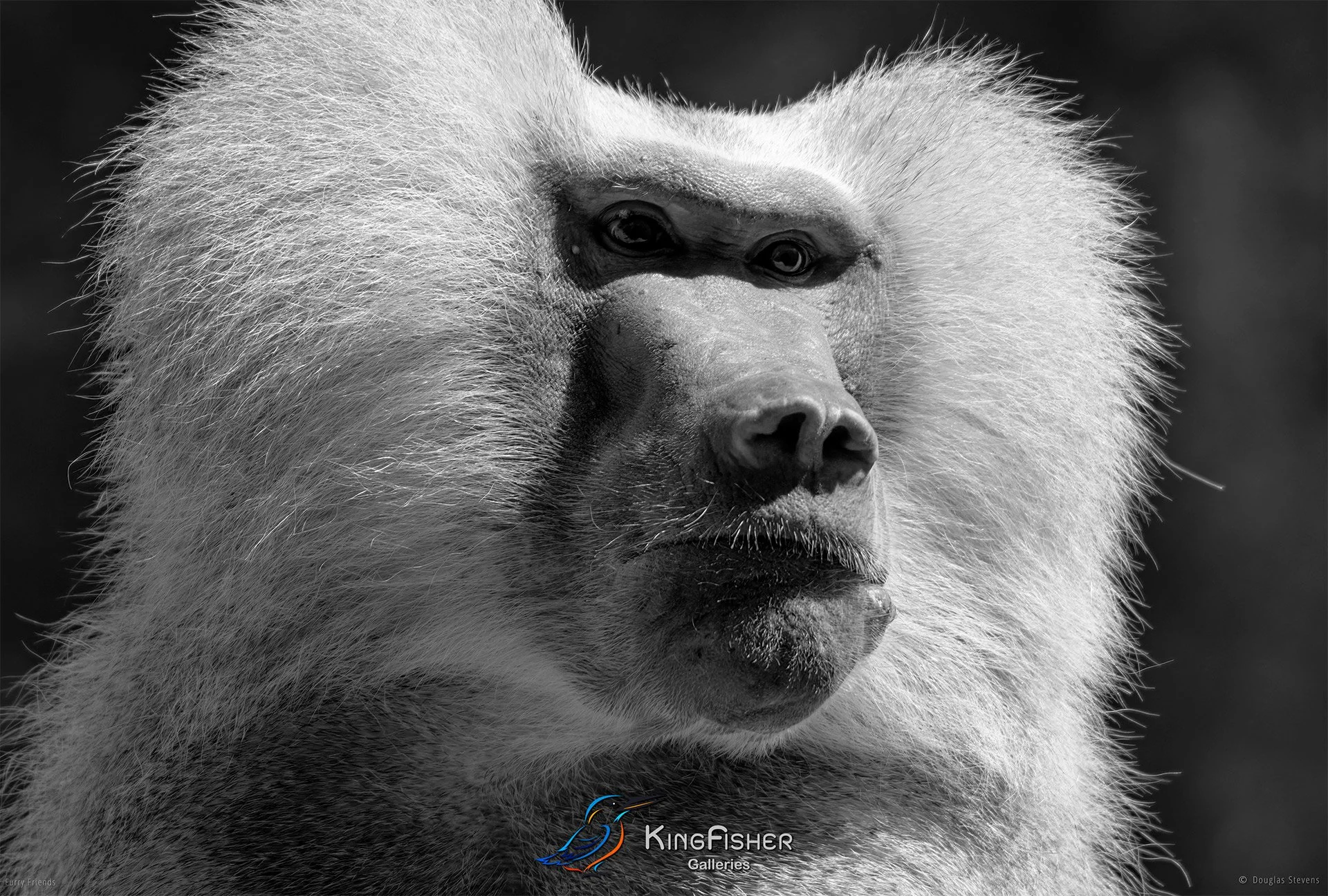 292_DST_Animals_Hamadryas_Baboon_L_BW.jpg