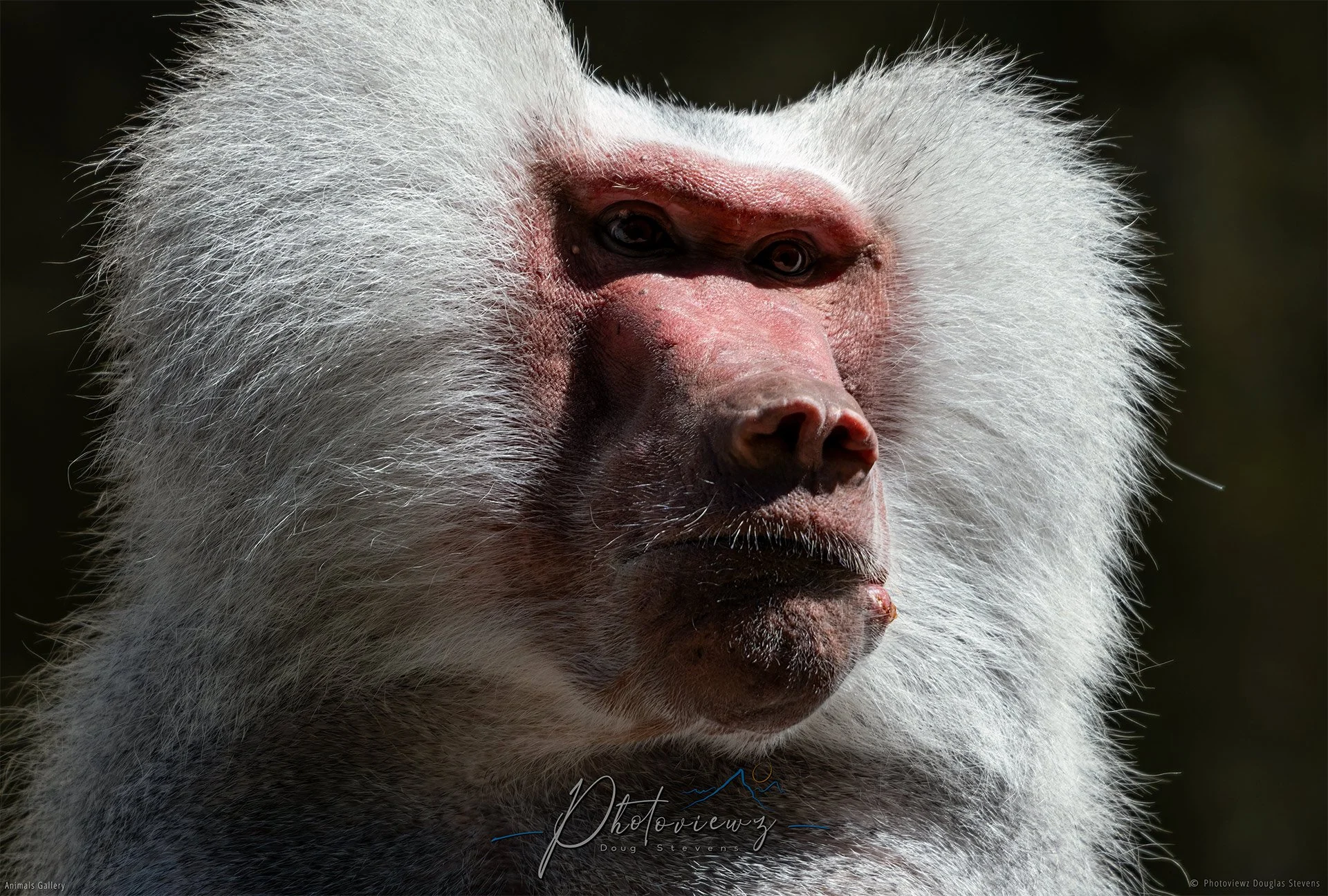 292_DST_Animals_Hamadryas_Baboon_L.jpg