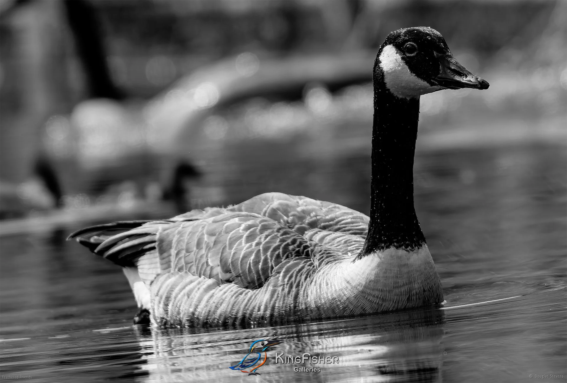675_DST_Birds_2025_Canada_Goose_L_BW.jpg