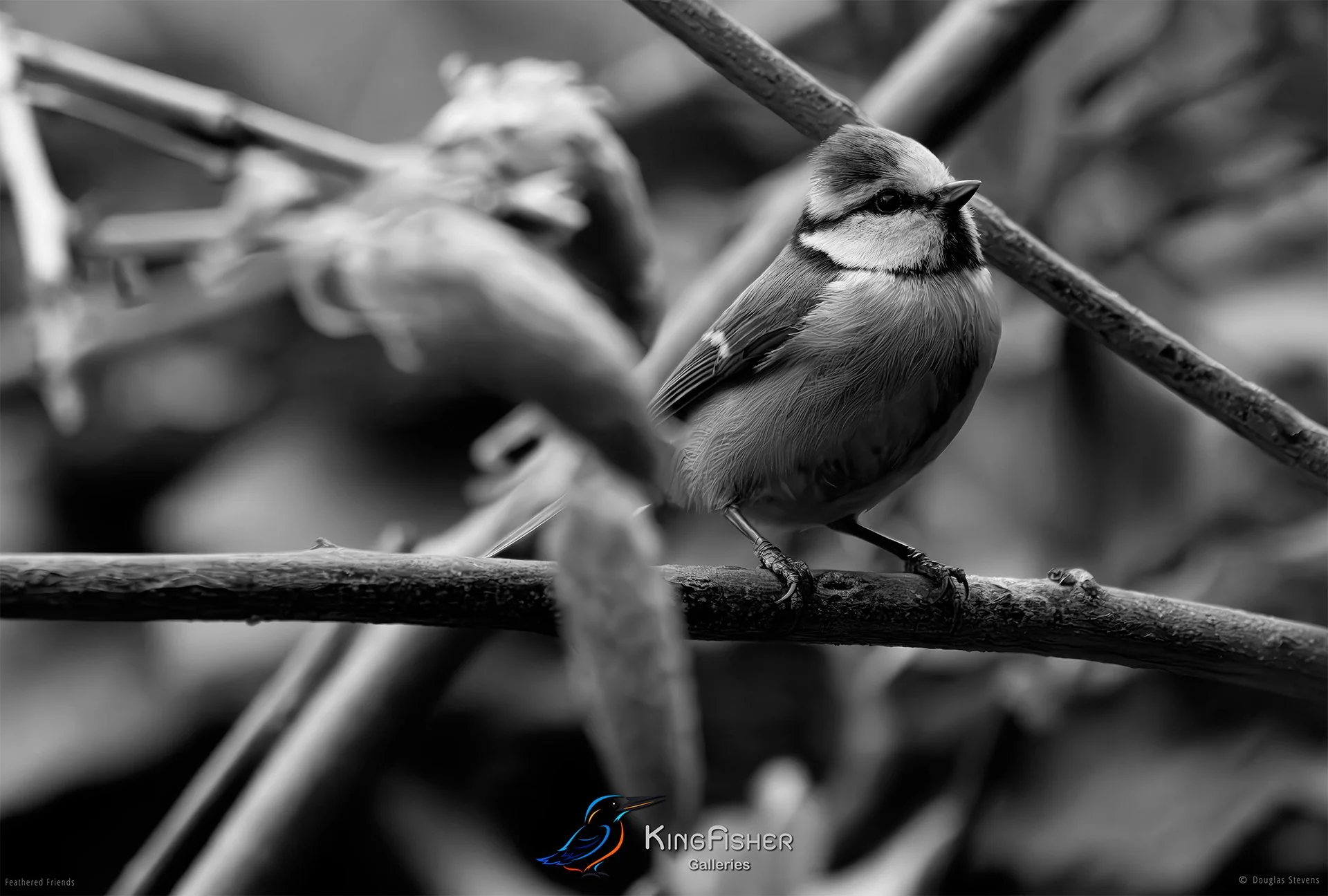 705_DST_Birds_2025_Blue_Tit_L_BW.jpg