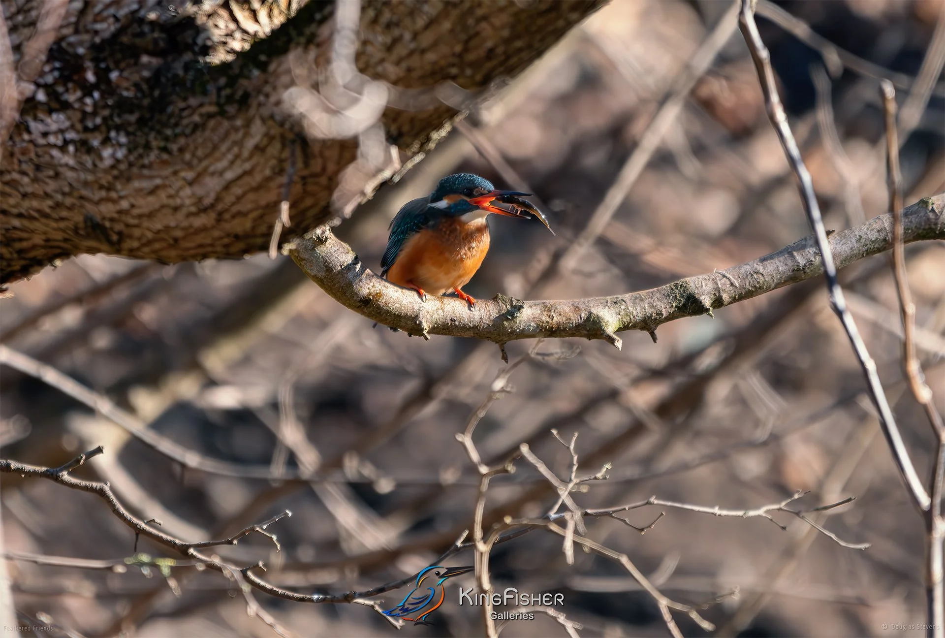 433_DST_Birds_2025_Kingfisher_Time_For_A_Snack_L.jpg