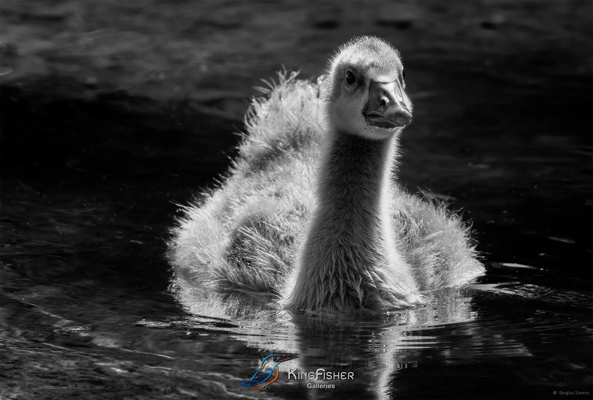 593_DST_Birds_2025_Spring_Gosling_L_BW.jpg