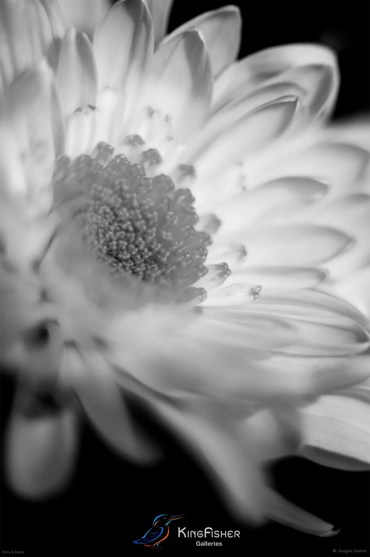 013_DST_Flora_Fauna_2008_Chrysanthemum_P_BW.jpg