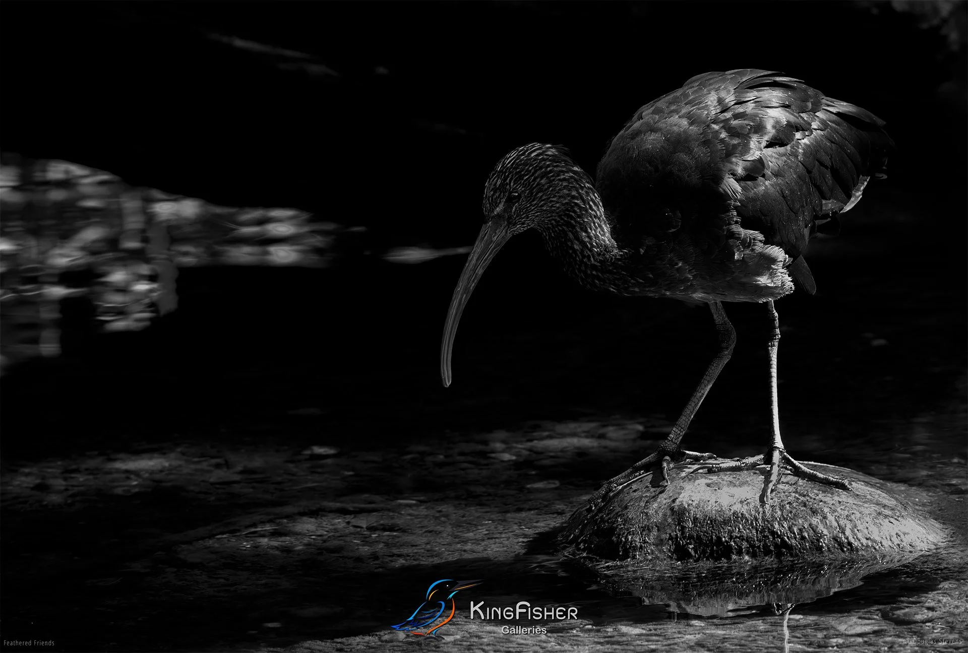 599_DST_Birds_2025_Glossy_Ibis_L_BW.jpg
