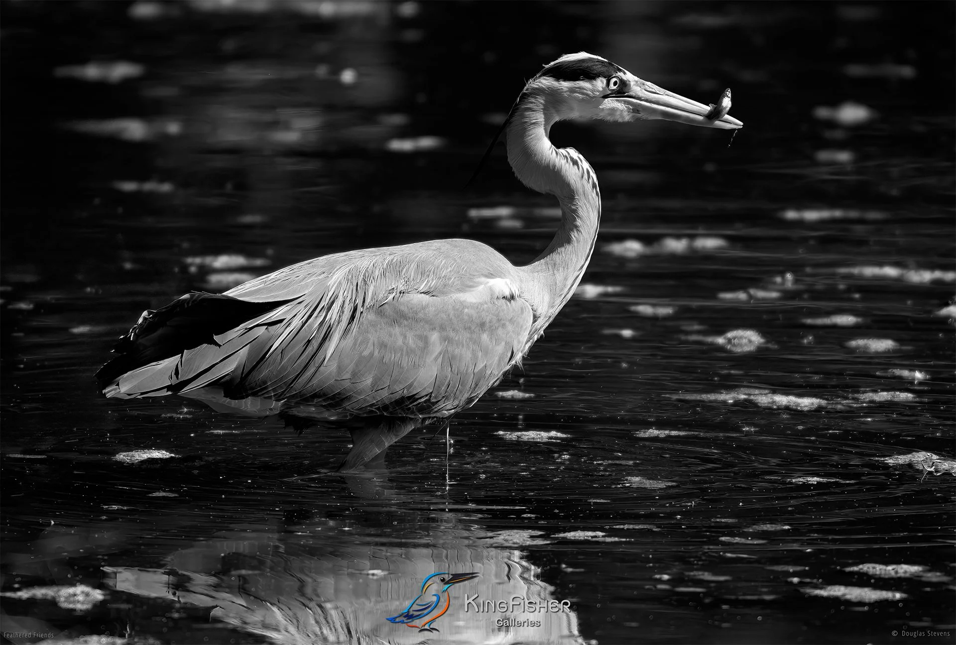 618_DST_Birds_2025_Grey_Heron_Fishing_L_BW.jpg