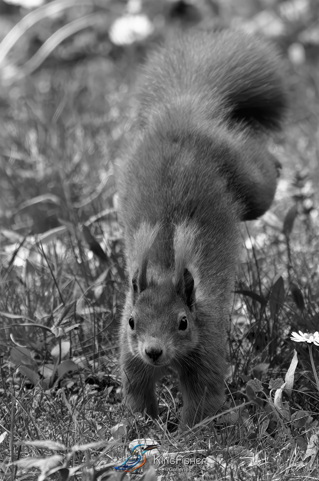 547_DST_Squirrels_Handstand_P_BW.jpg