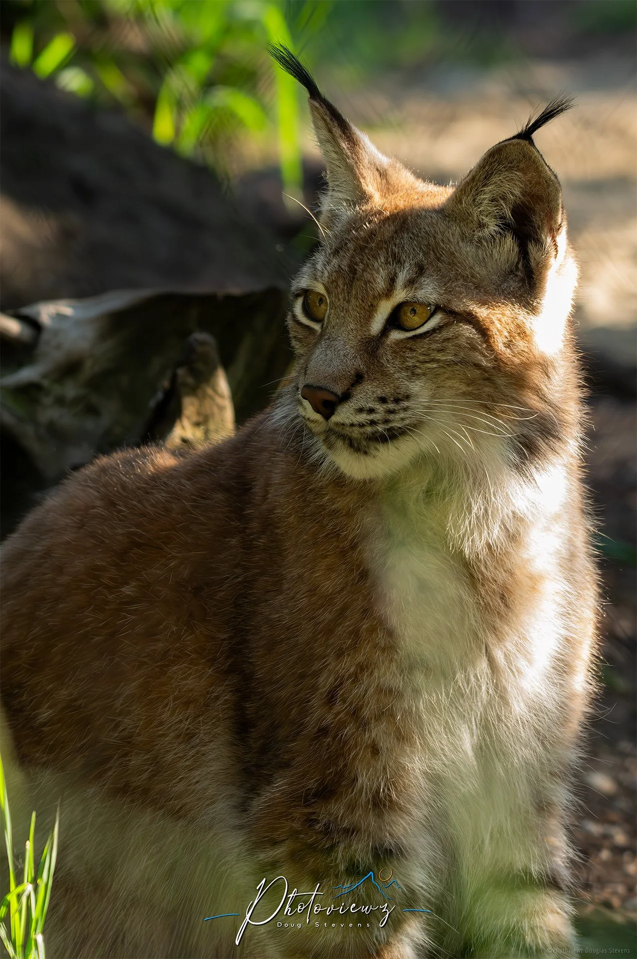 298_DST_Animals_Lynx_Profile_P.jpg