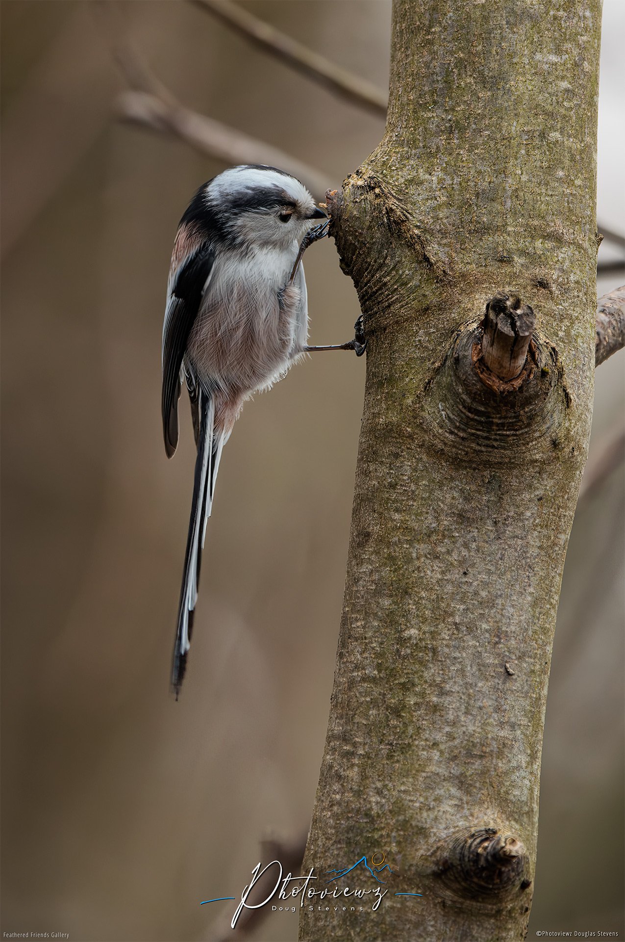 419_DST_Birds_2025_Long-Tailed_Tit_P.jpg