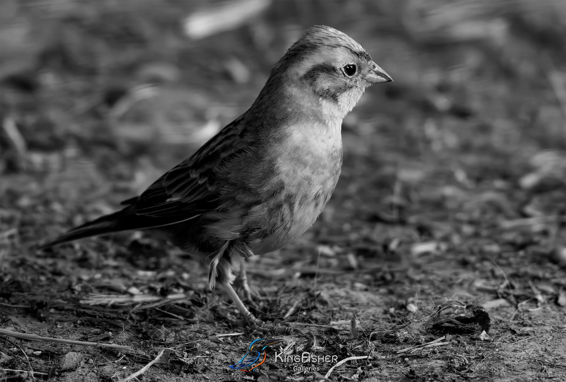 550_DST_Birds_2025_Yellowhammer_L_BW.jpg