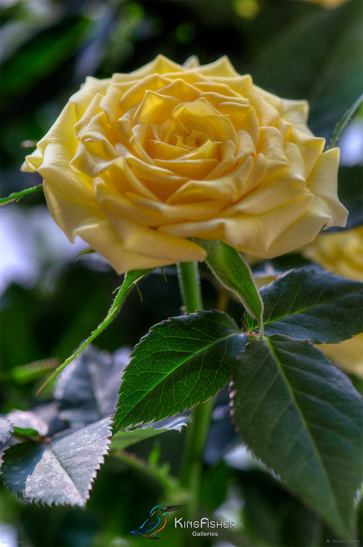 068_DST_Flora_Fauna_2011_Yellow_Rose_P.jpg