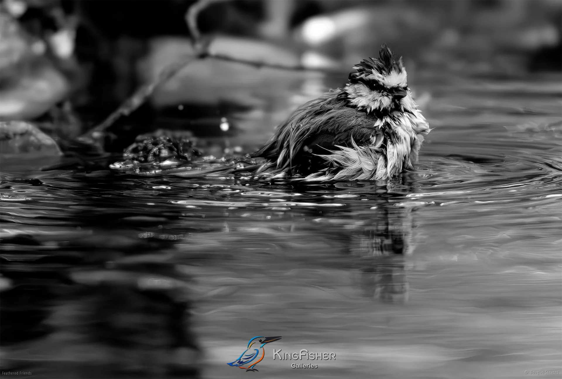 683_DST_Birds_2025_Blue_Tit_Bath_L_BW.jpg