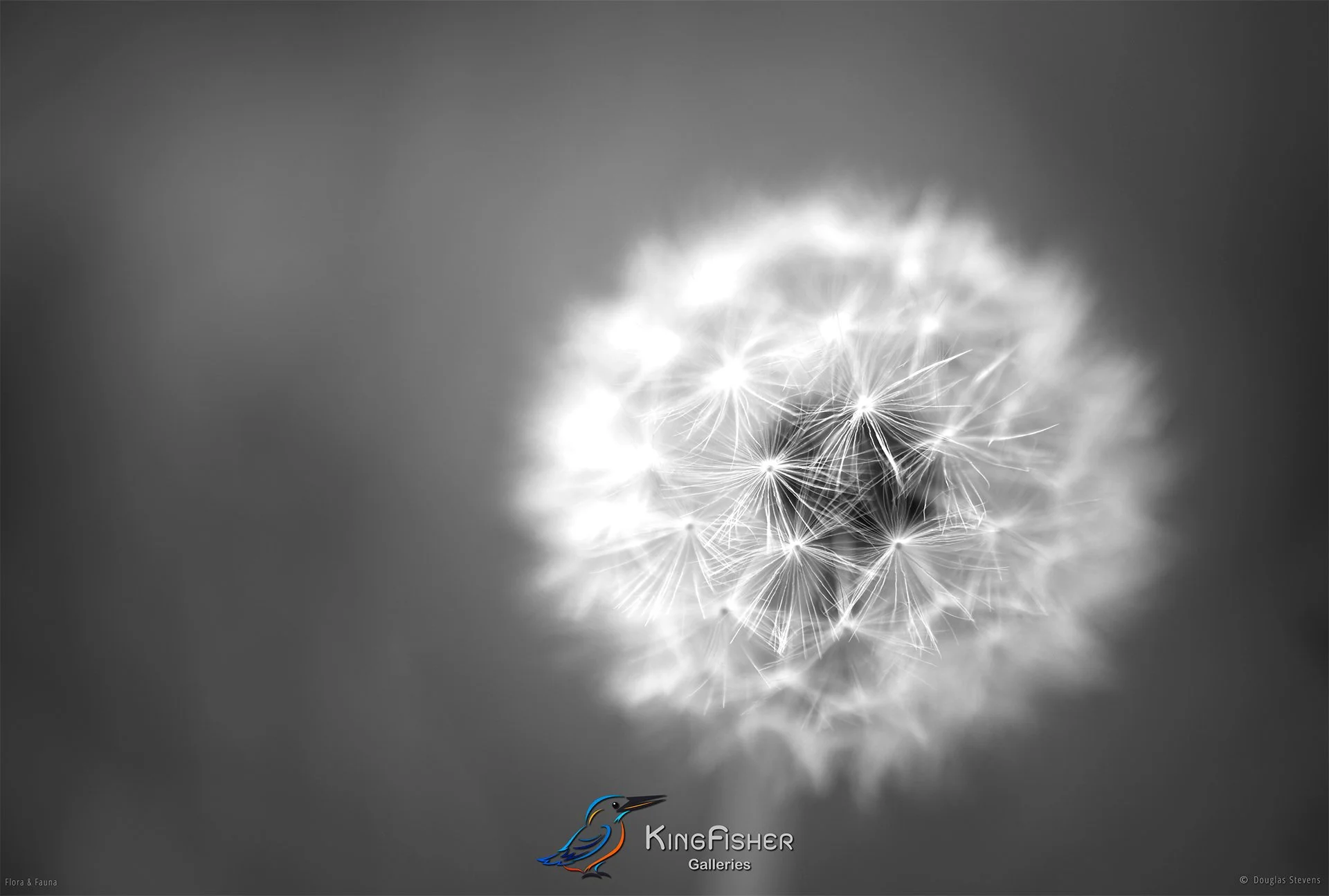 086_DST_Flora_Fauna_2012_Dandelion_L_BW.jpg