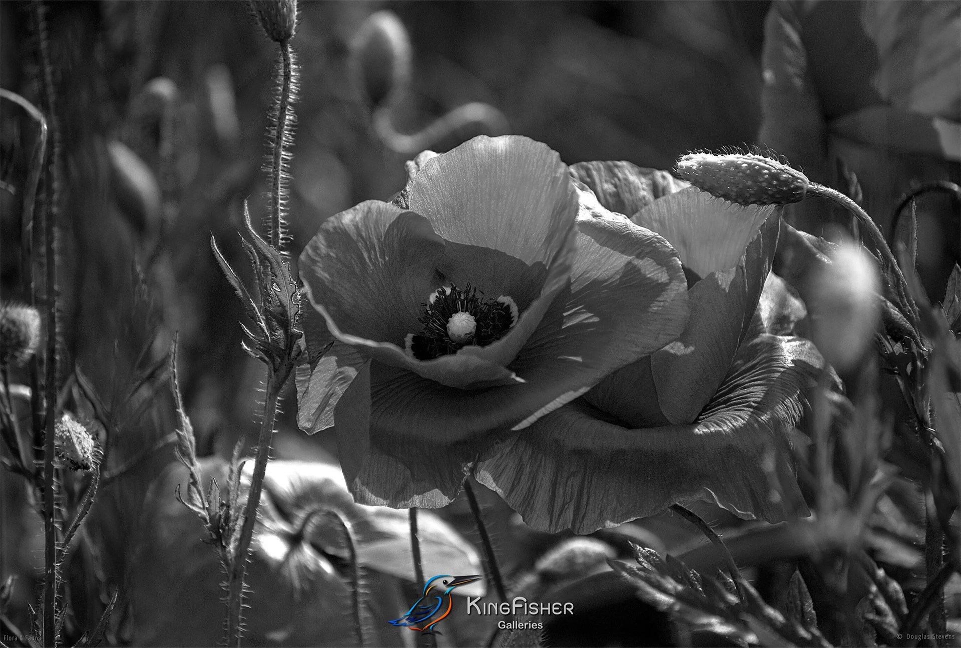 105_DST_Flora_Fauna_2014_Poppies_L_BW.jpg