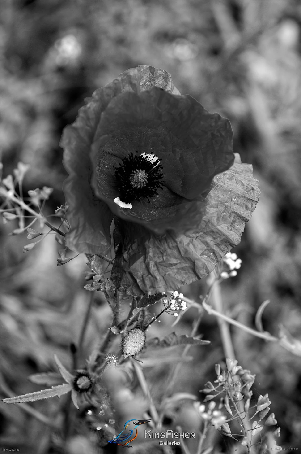 101_DST_Flora_Fauna_2014_Spring_Meadow_P_BW.jpg