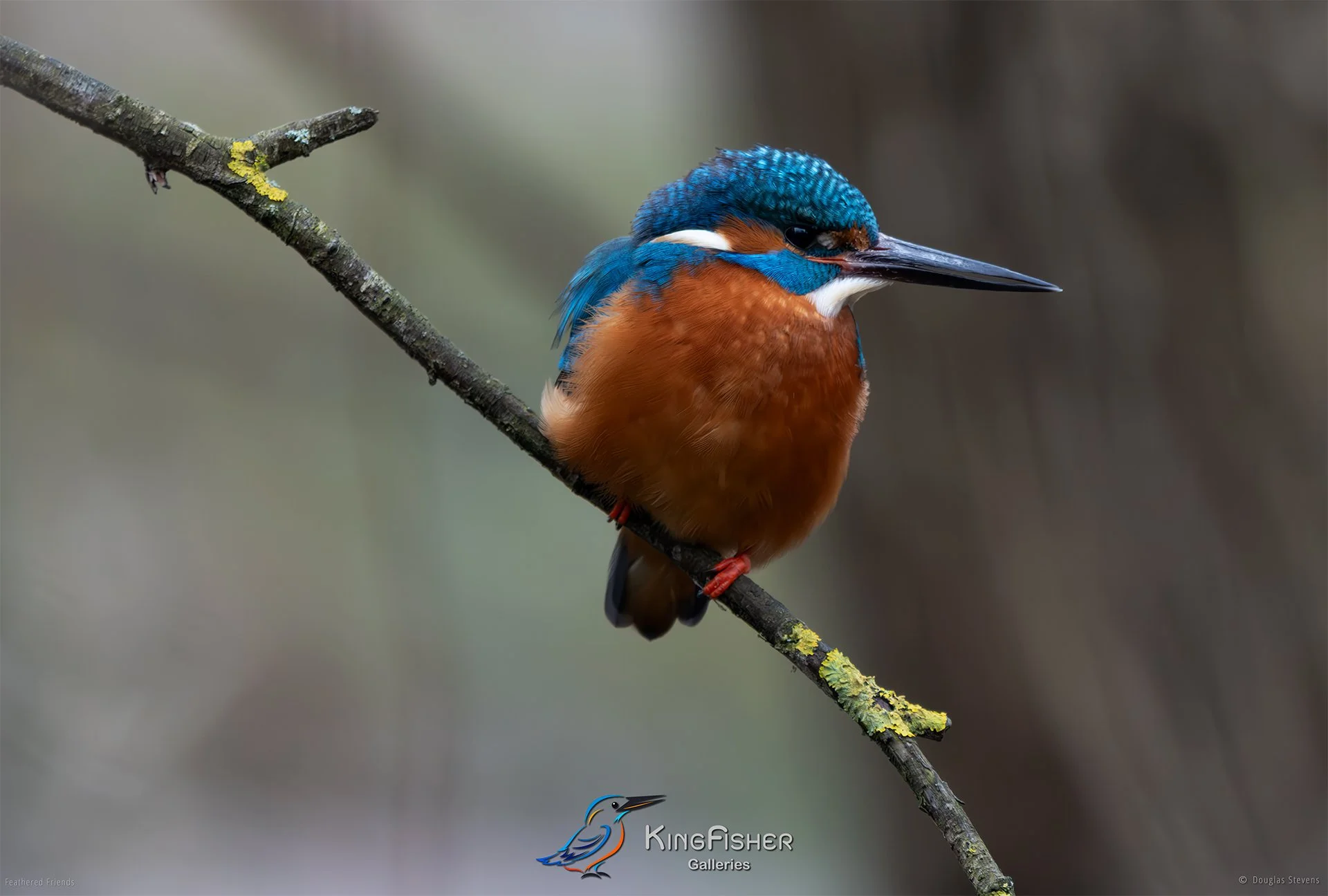453_DST_Birds_2025_Kingfisher_Watching_L.jpg